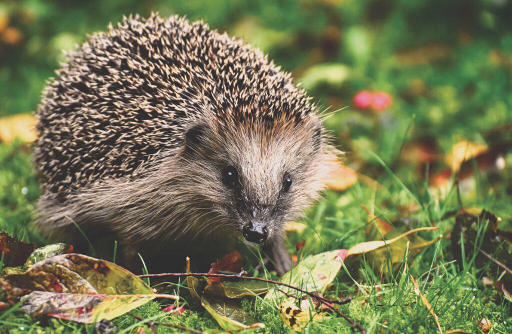 Hedgehog foraging for food amongst the leaves on a lawn of a British garden
