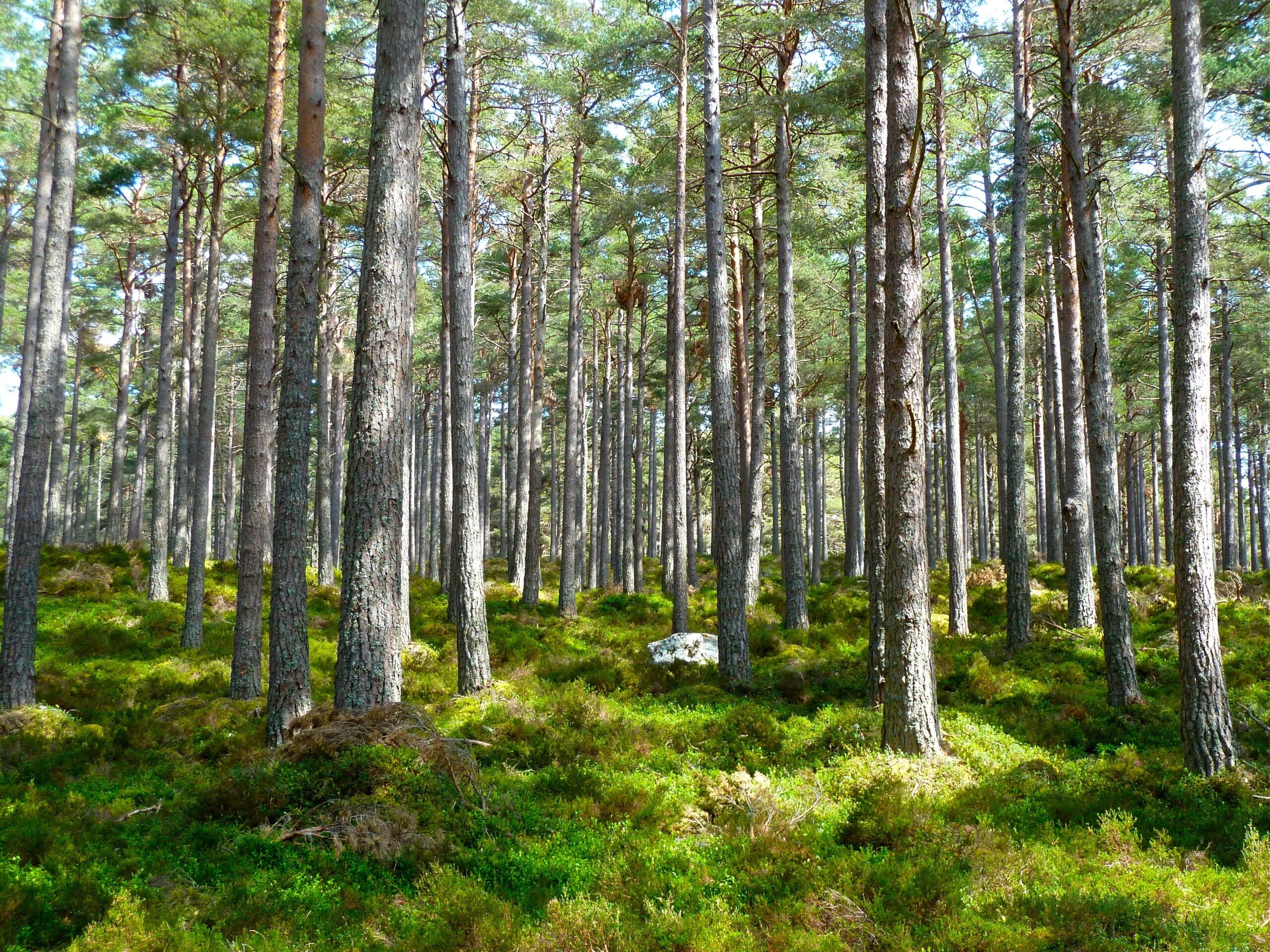 A British woodland in the morning sun with mature trees and natural undergrowth