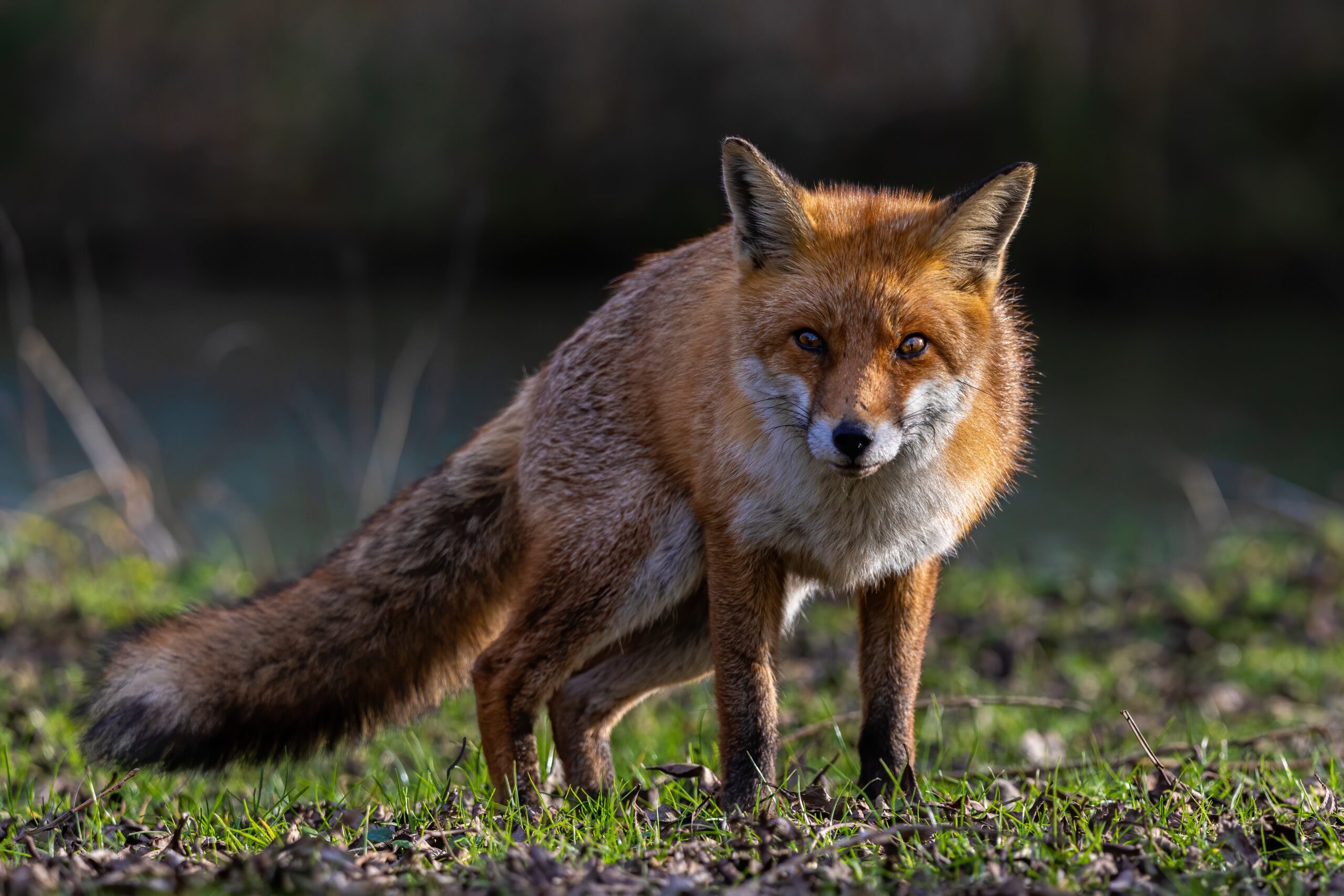 How to Deter Foxes Legally in the UK