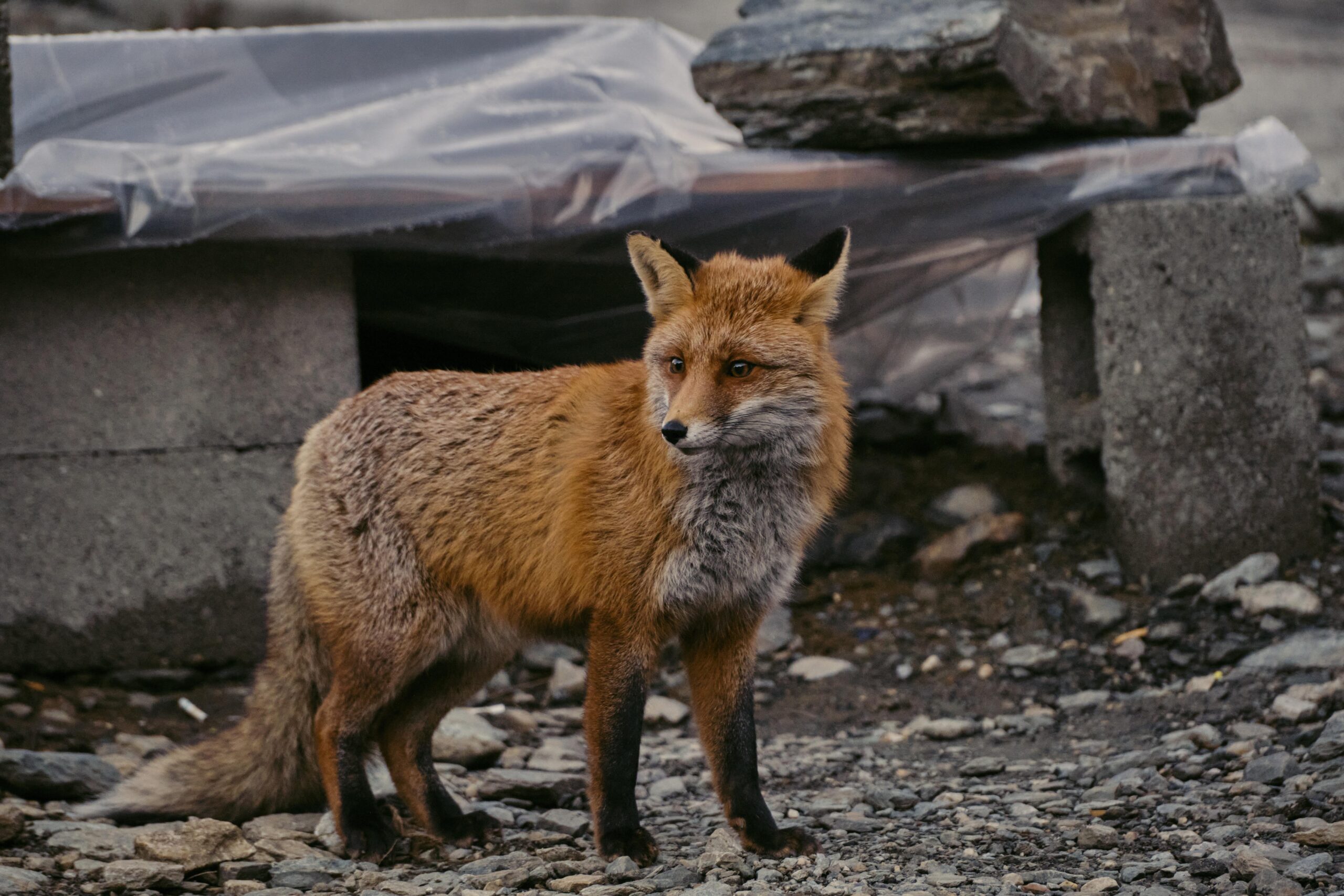 Why Foxes Are Moving Into UK Towns and Cities