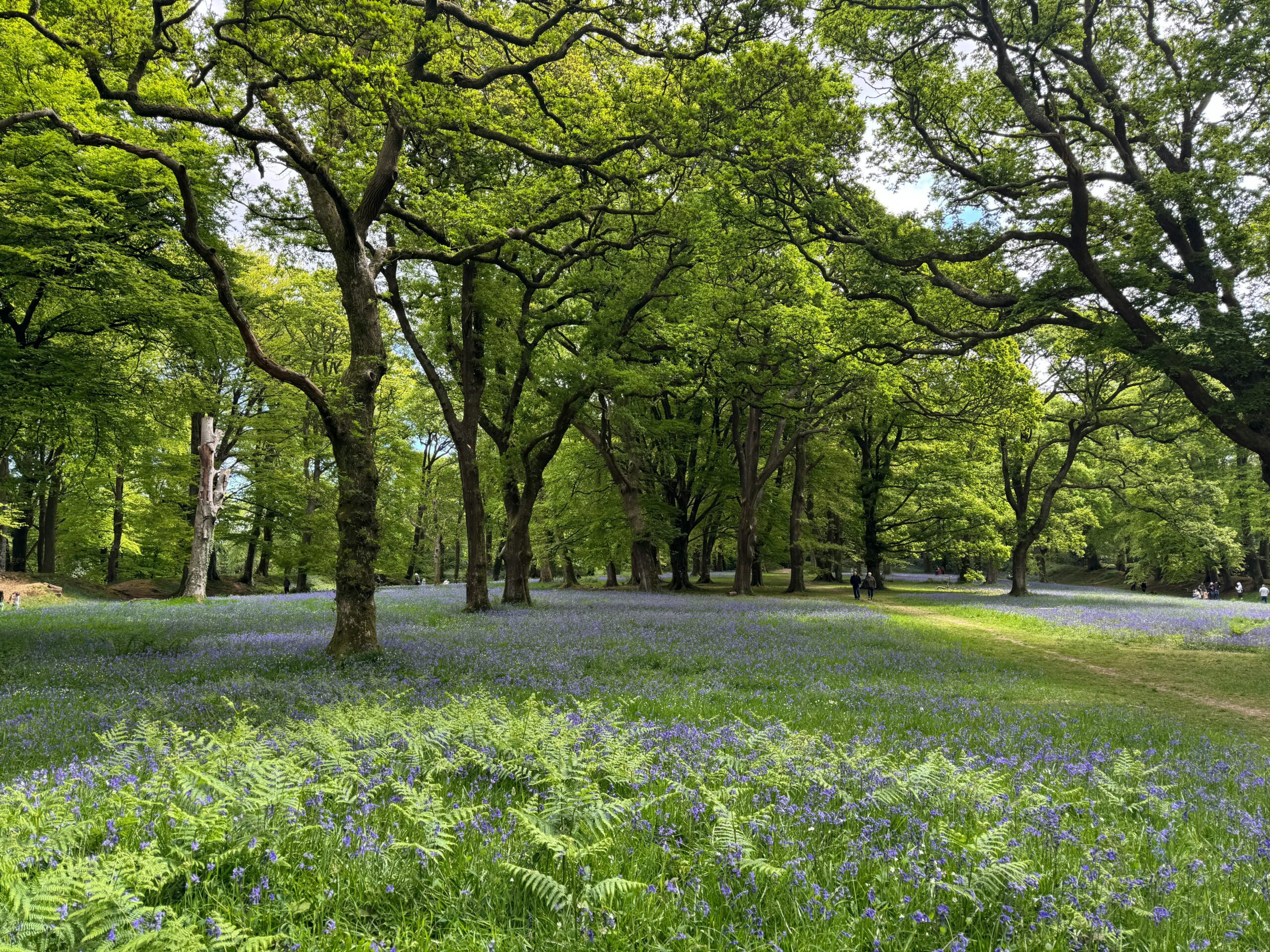 Sunlight filtering through a British woodland with mature trees and natural undergrowth