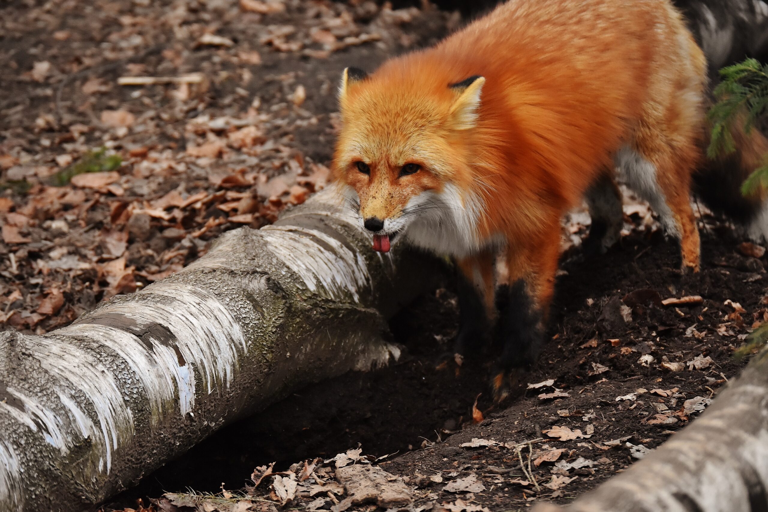Why Do Foxes Dig Holes in Gardens?