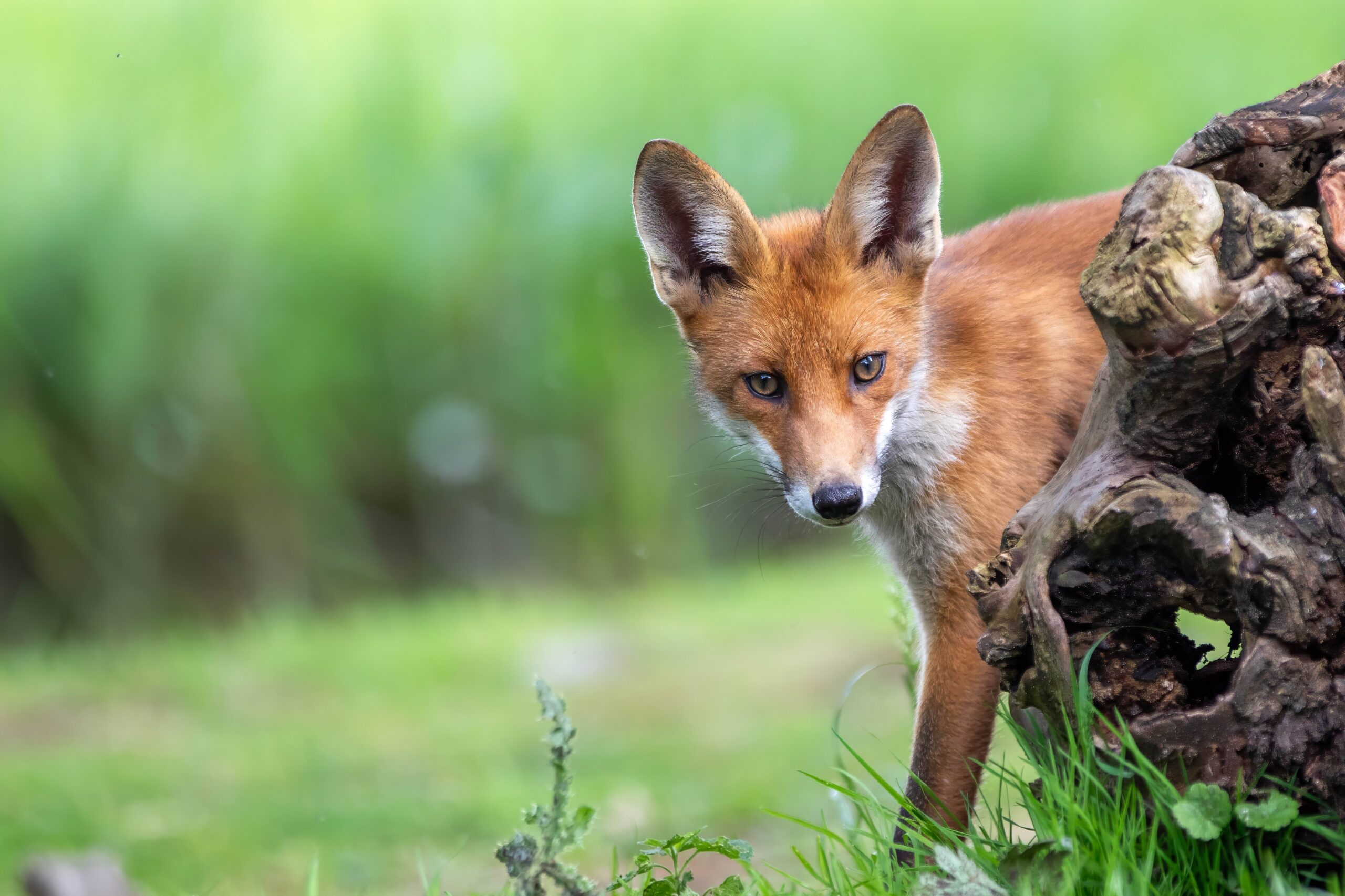 Preventing Fox Problems in UK Gardens: Practical, Humane Steps