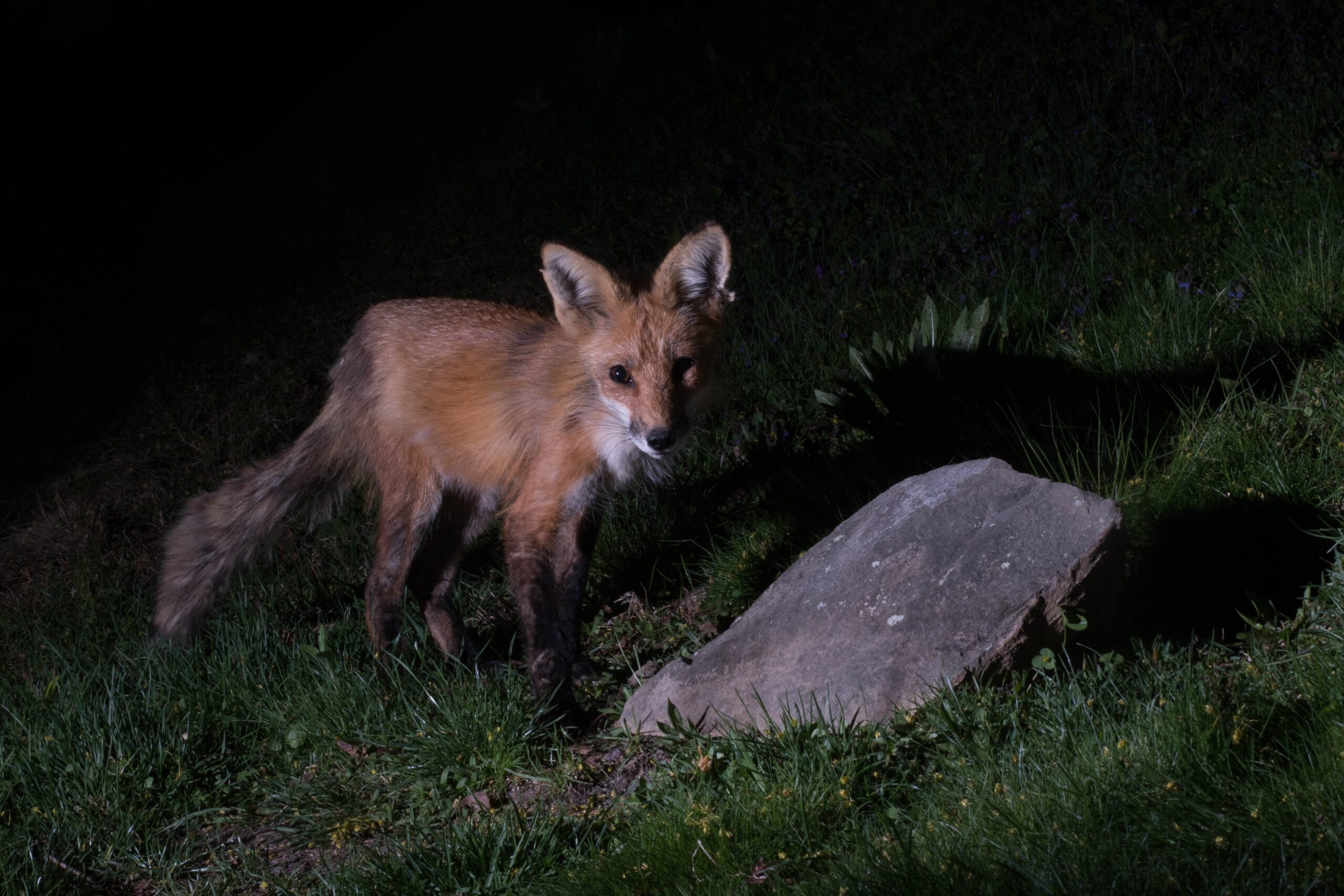 Why Do Foxes Scream at Night?