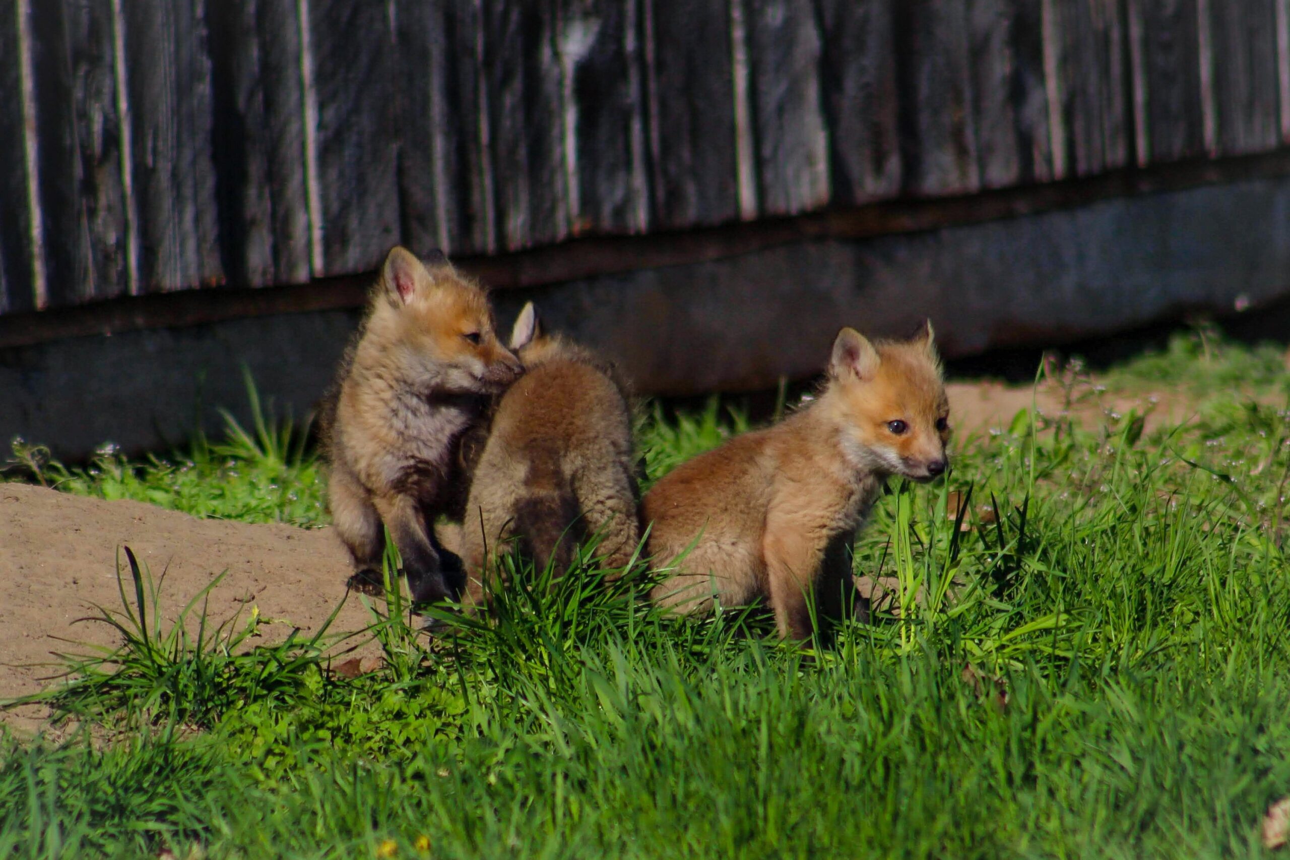 When Do Foxes Have Cubs in the UK?