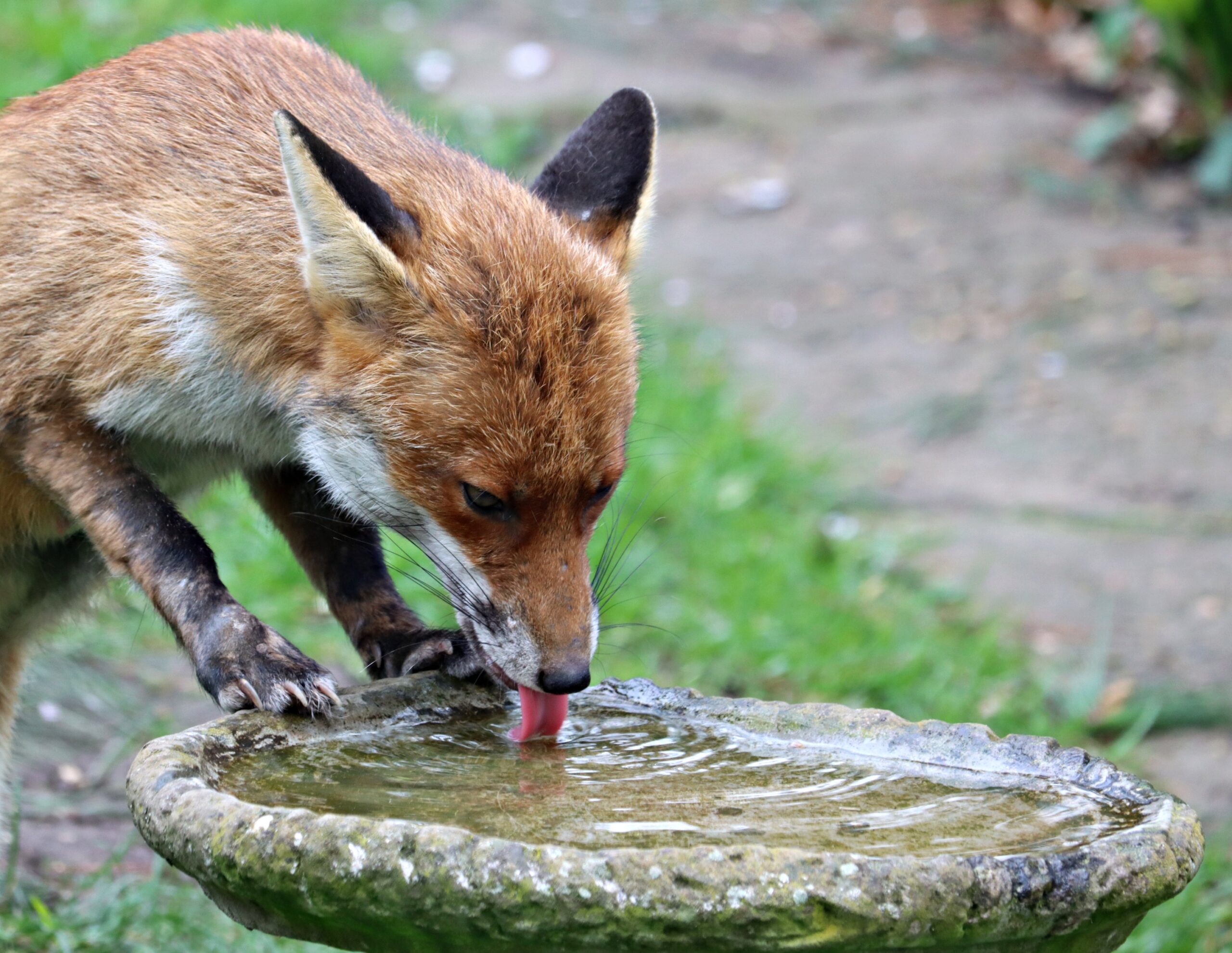 How to Get Rid of Foxes in the Garden (UK)