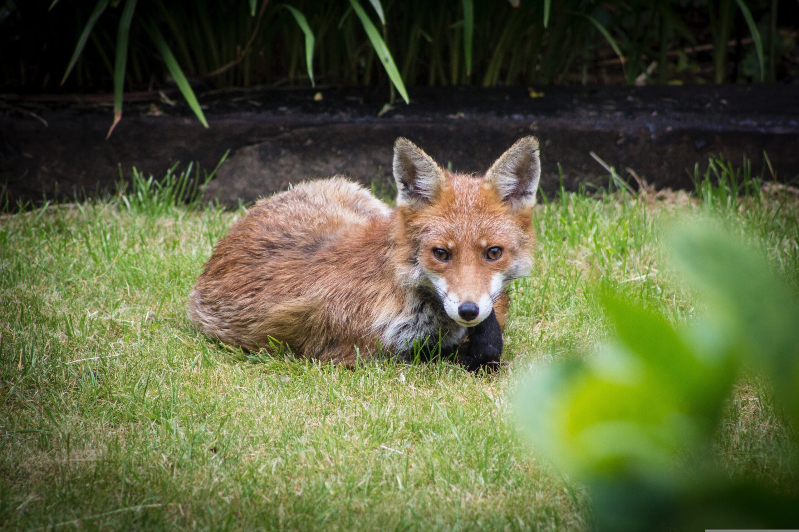 Fox-Proofing Your Garden: Practical Ways to Reduce Fox Visits