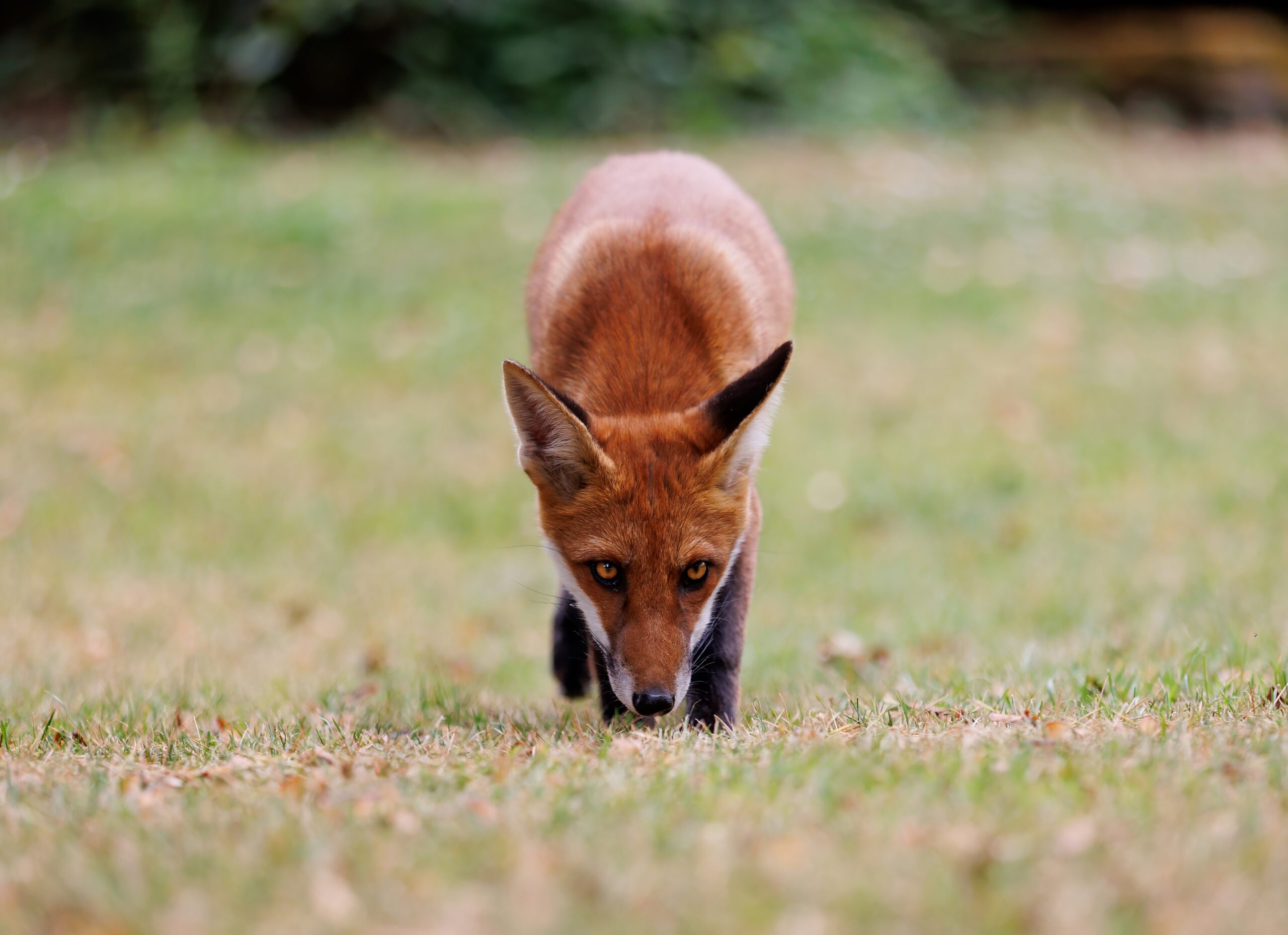 What Smells Do Foxes Hate?