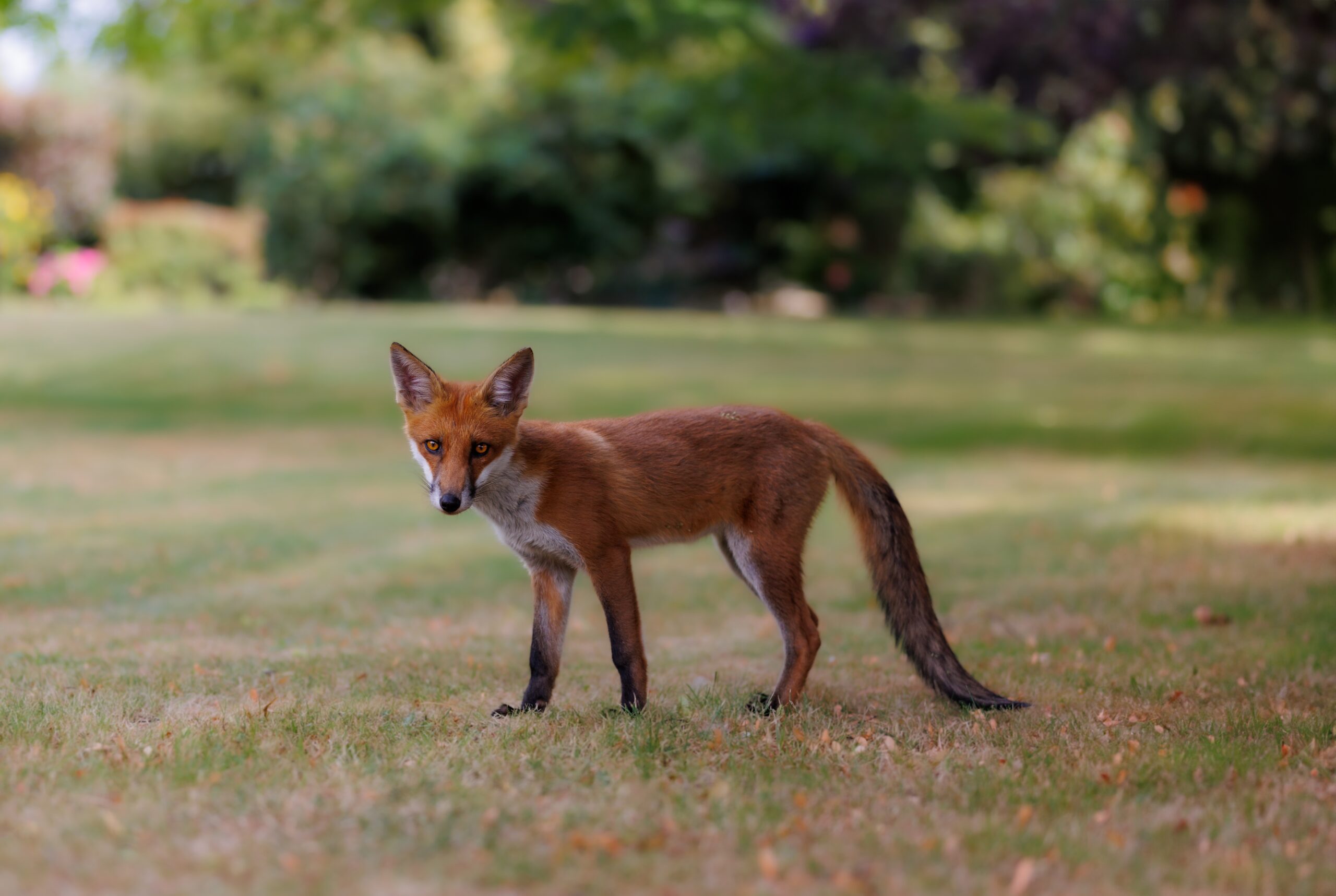 Are Foxes Dangerous to Pets in the UK?