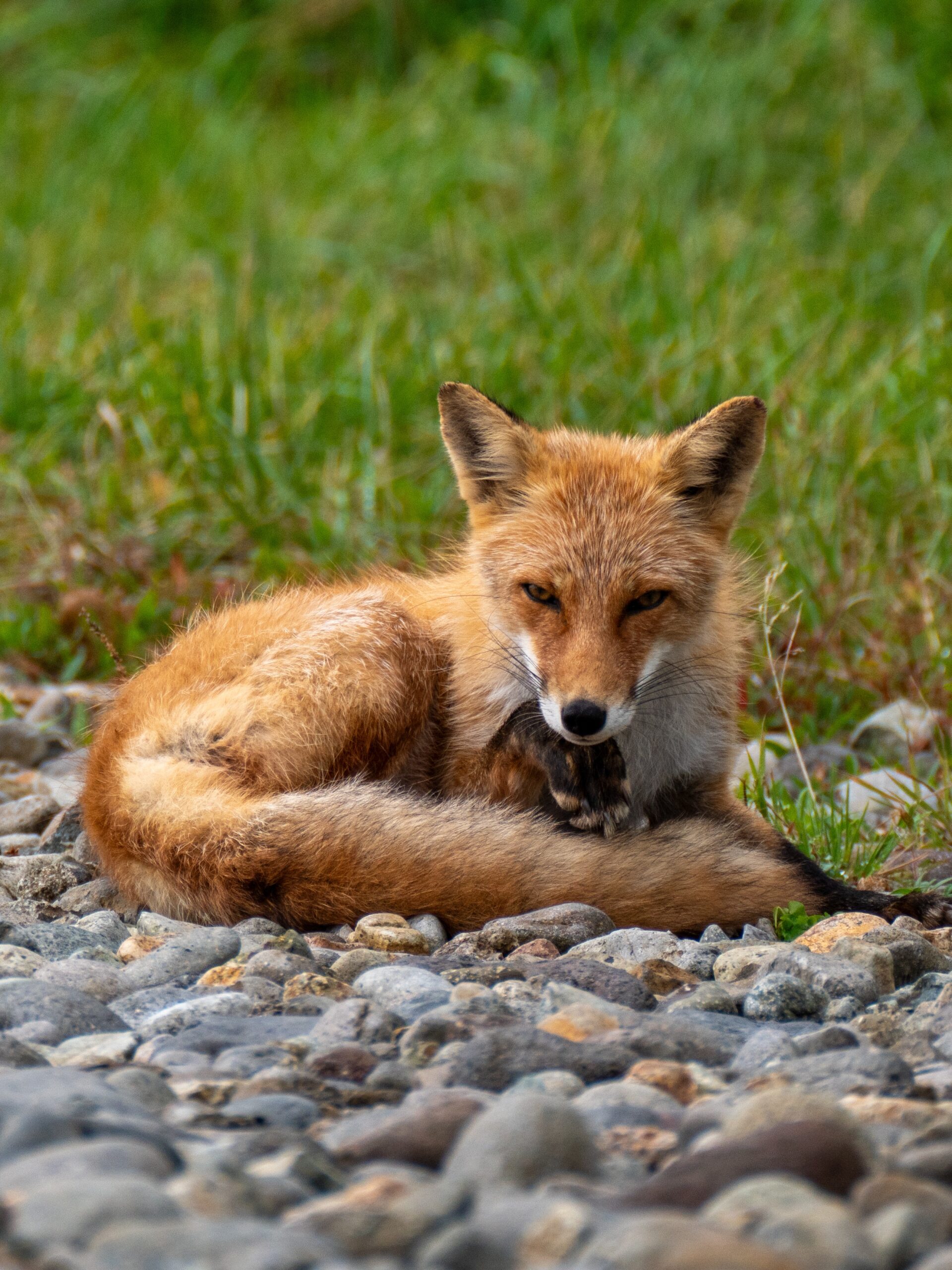 What Do Foxes Eat in Urban Areas?