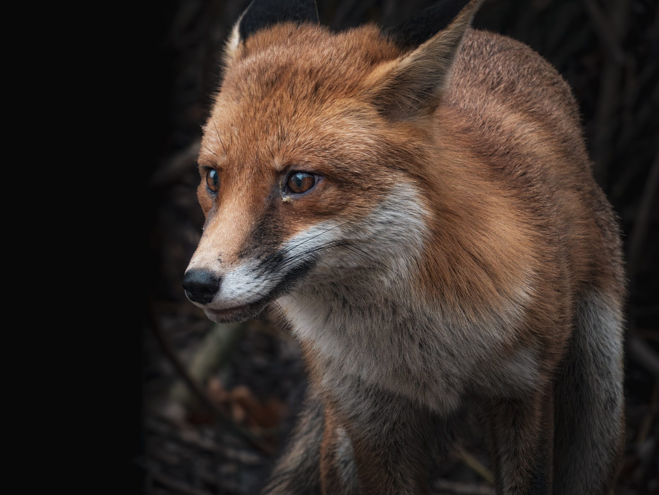 Do Foxes Attack People at Night?