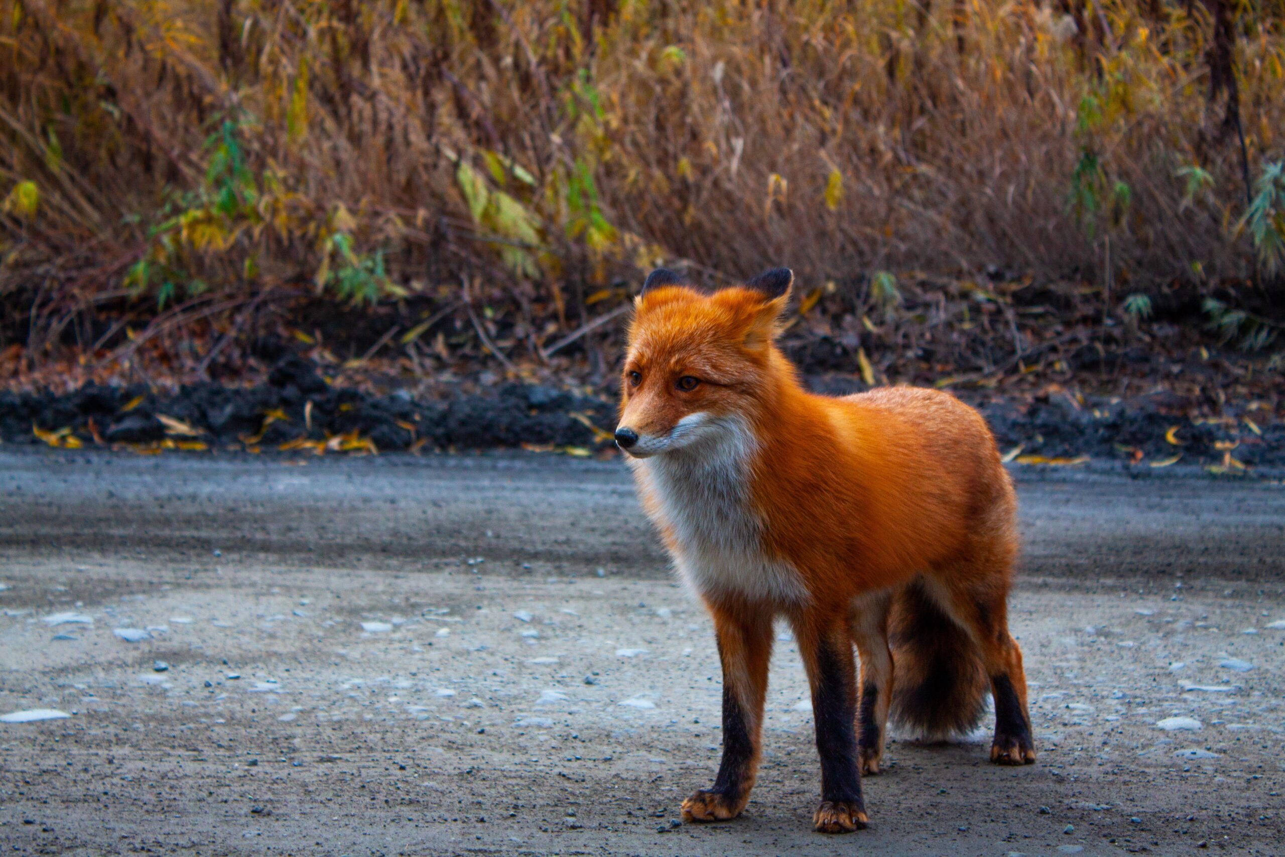 Are Foxes Dangerous to Humans in the UK?
