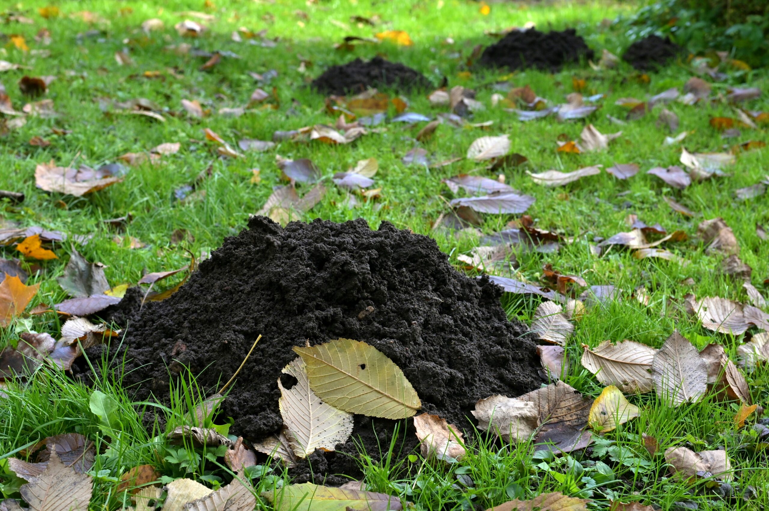 How to Stop Foxes Digging Up Your Lawn (UK)