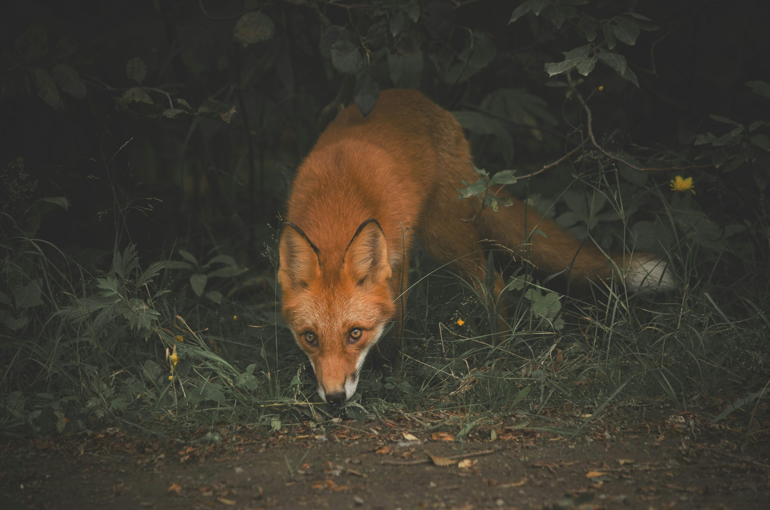 What Time Do Foxes Come Out at Night?
