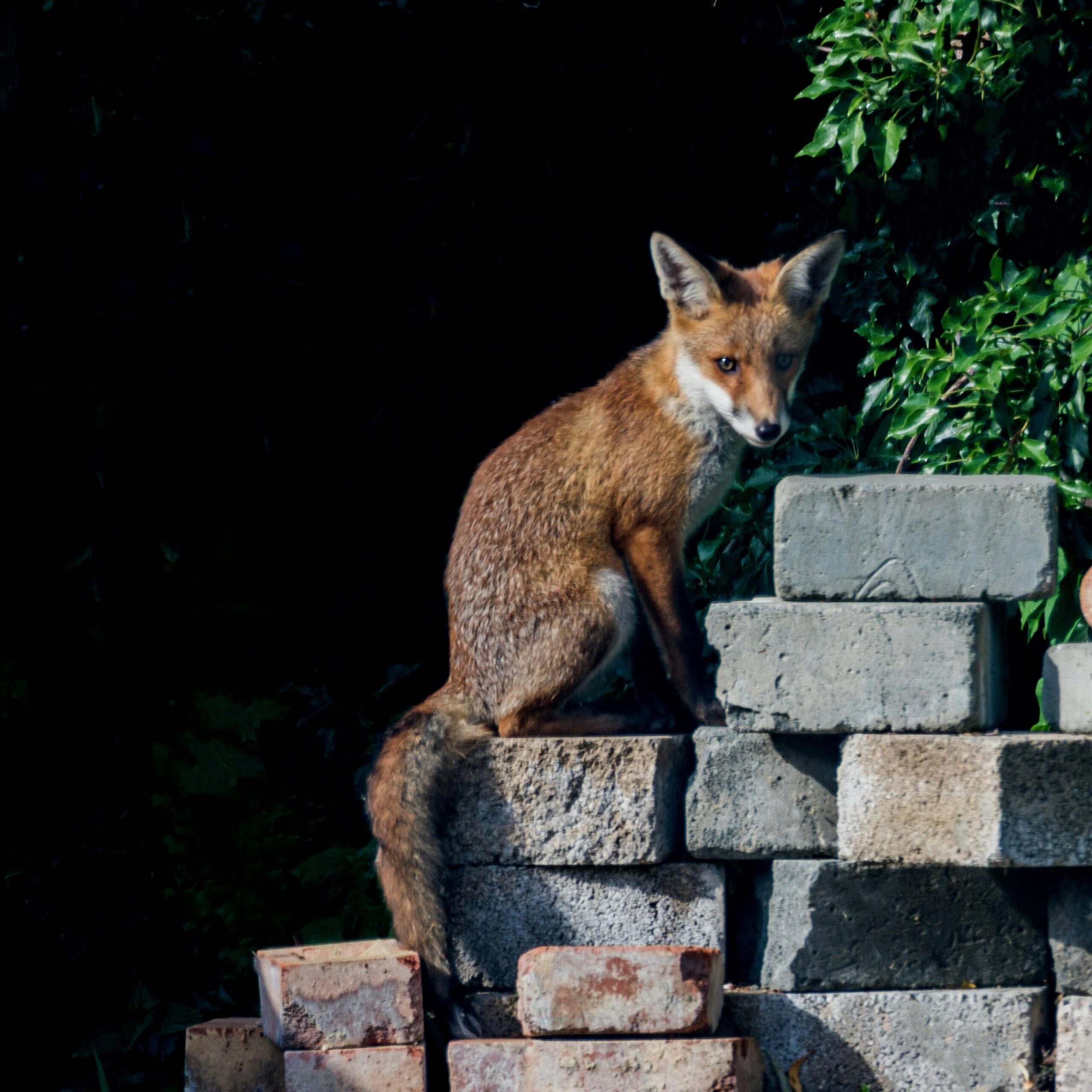 Why Do Foxes Bark at Night?