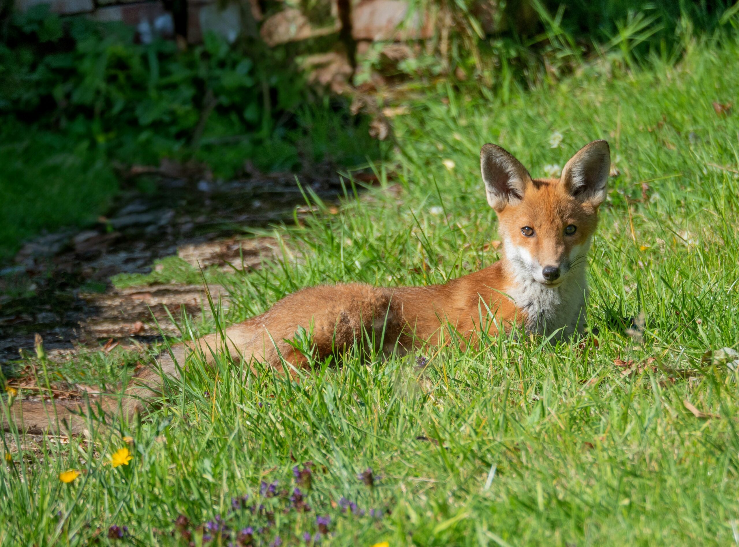 Do Ultrasonic Fox Repellents Work?