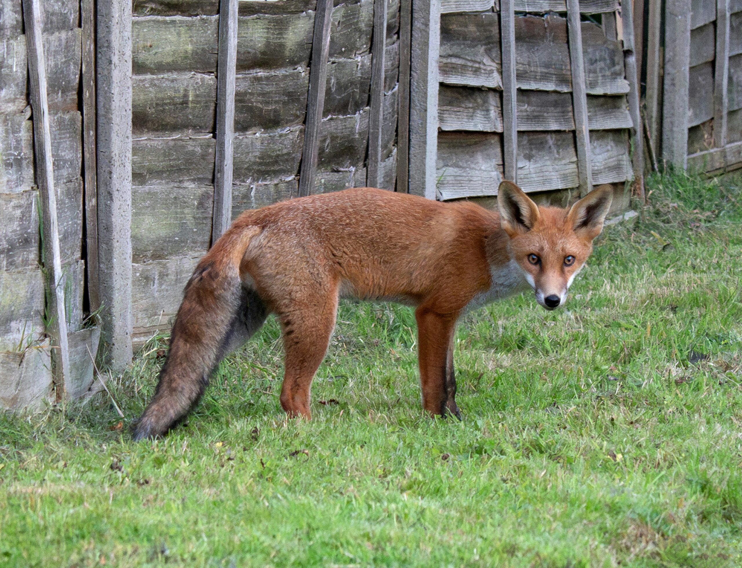 What Attracts Foxes to Gardens?