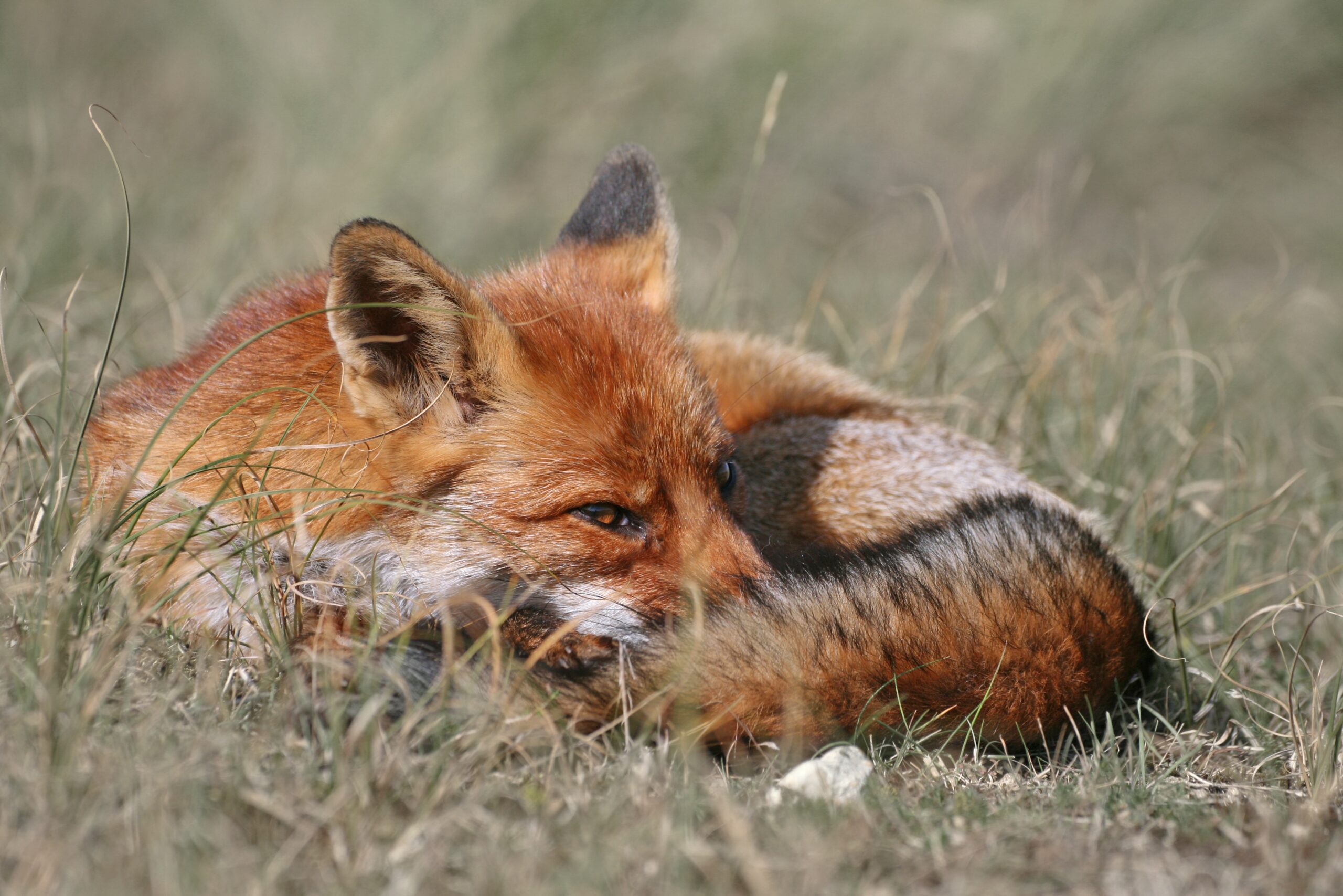 Where Do Foxes Go During the Day in the UK?