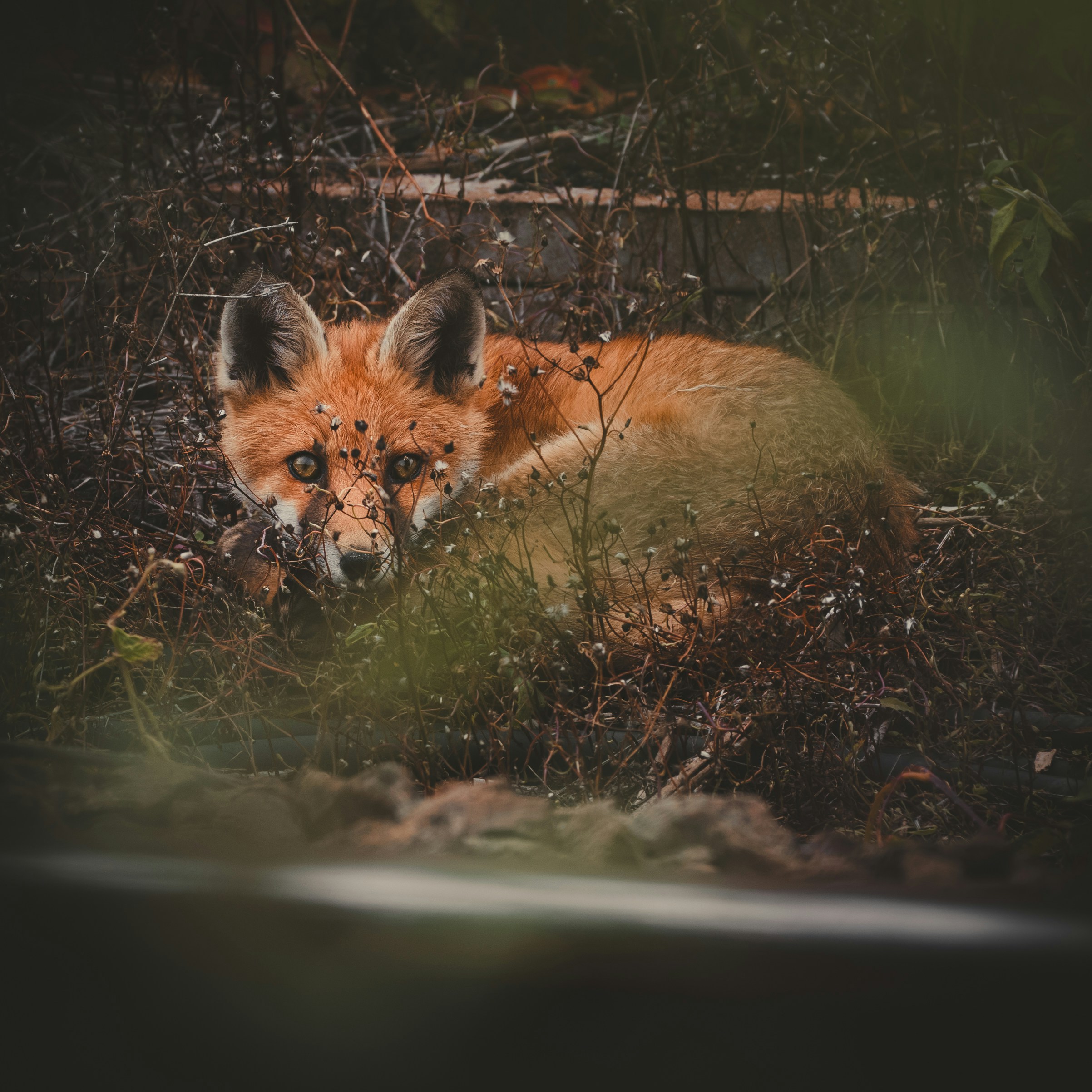 Do Foxes Use the Same Den Every Year?