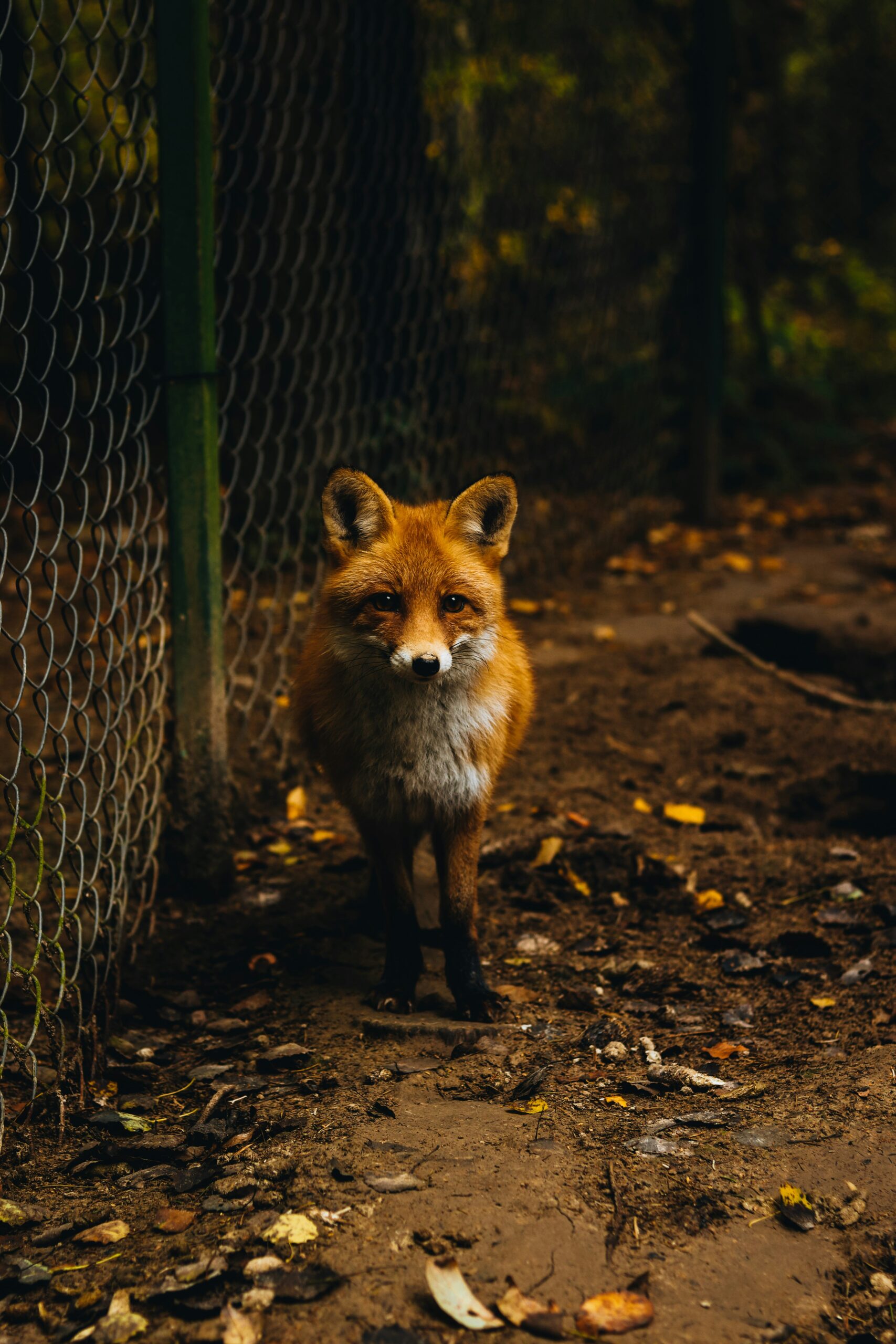 How Big Is a Fox Territory in the UK?