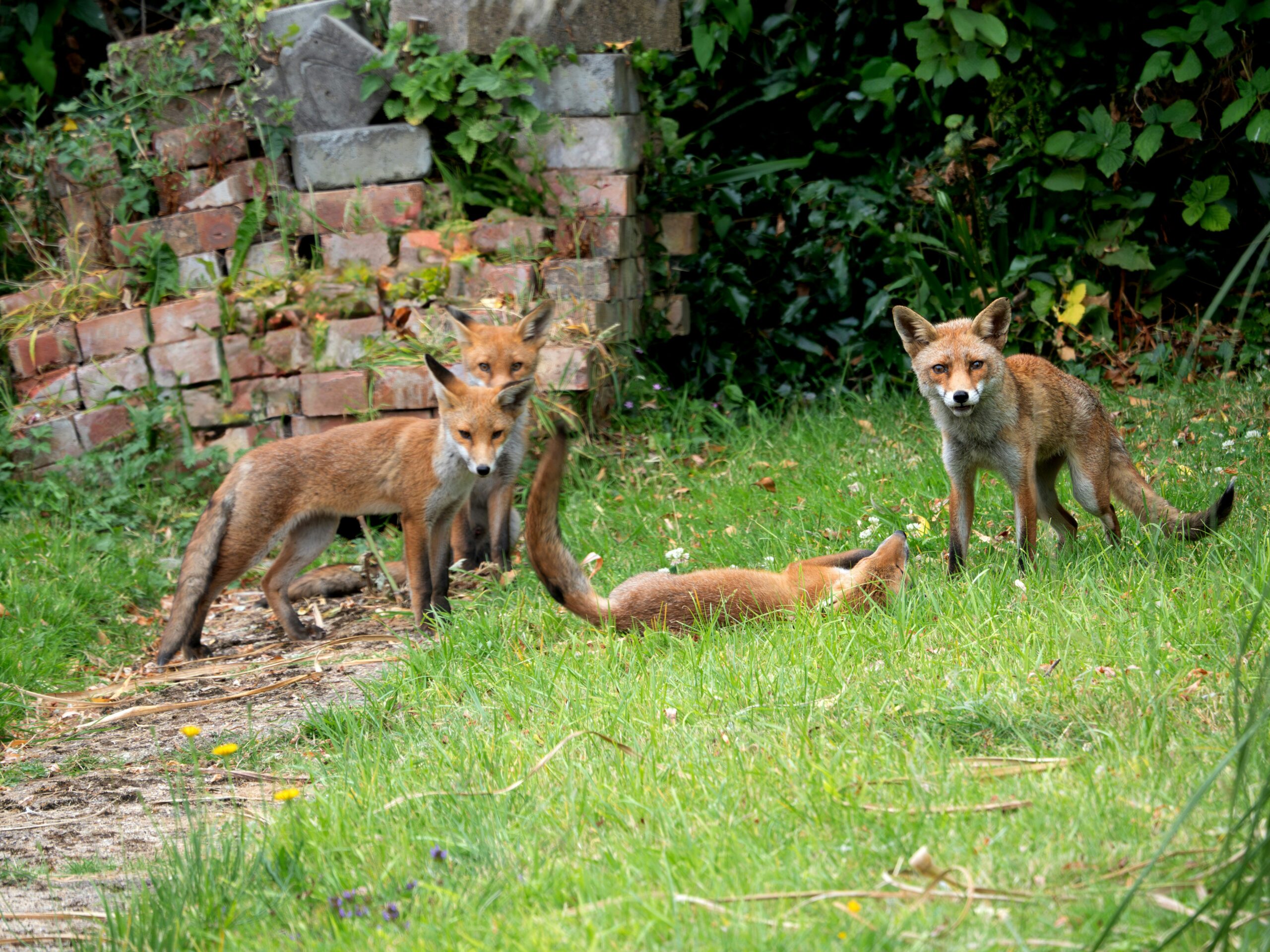 Do Foxes Live Alone or in Groups?