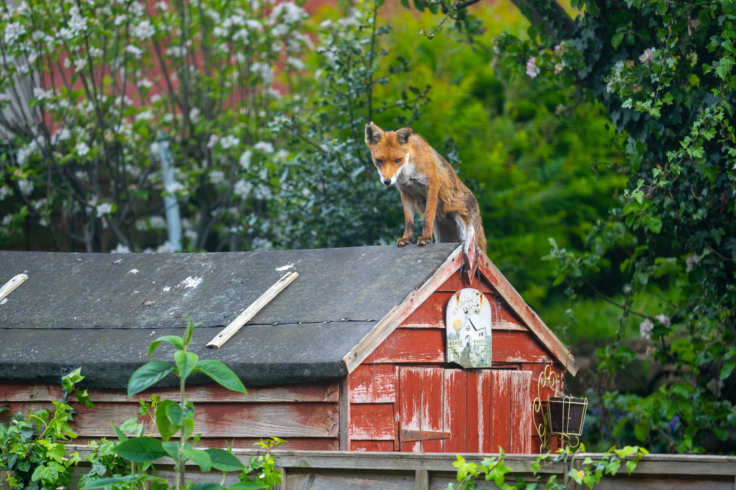 Can Foxes Climb Fences? Understanding Urban Fox Agility in the UK