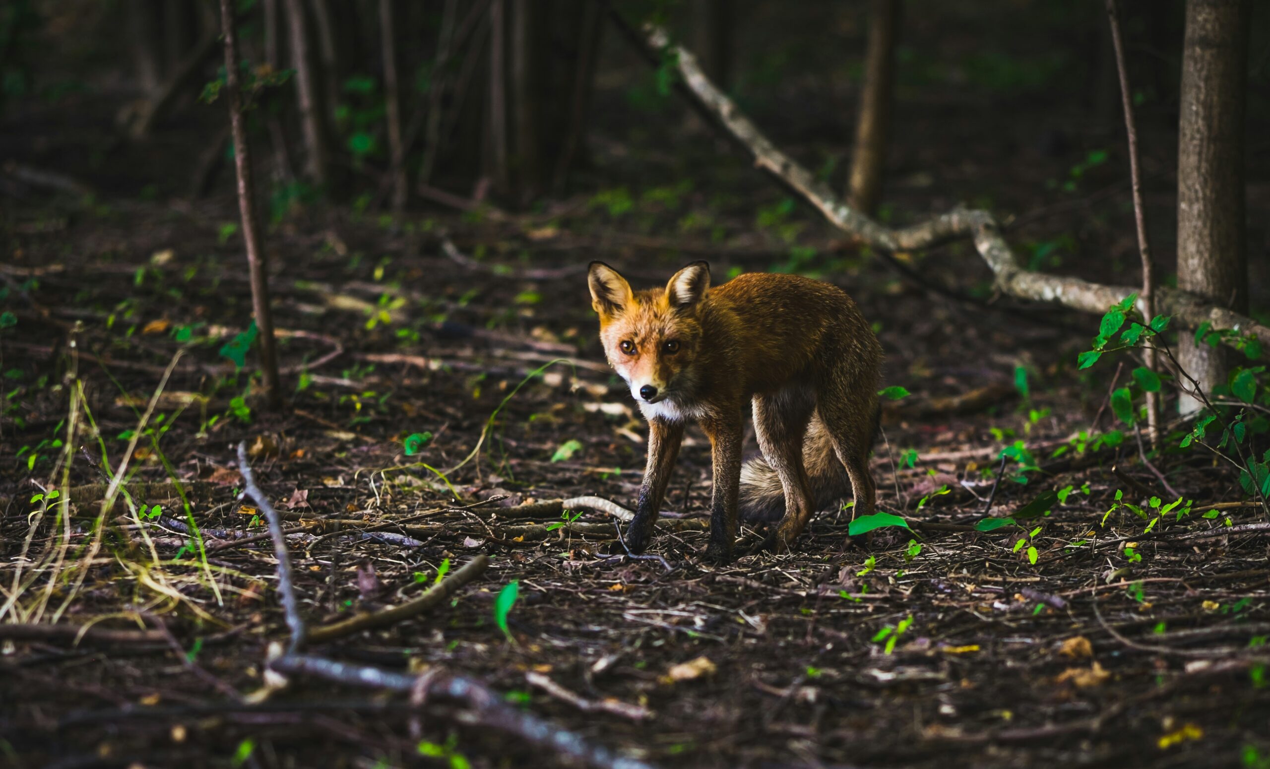 Why Are Foxes More Active at Night?