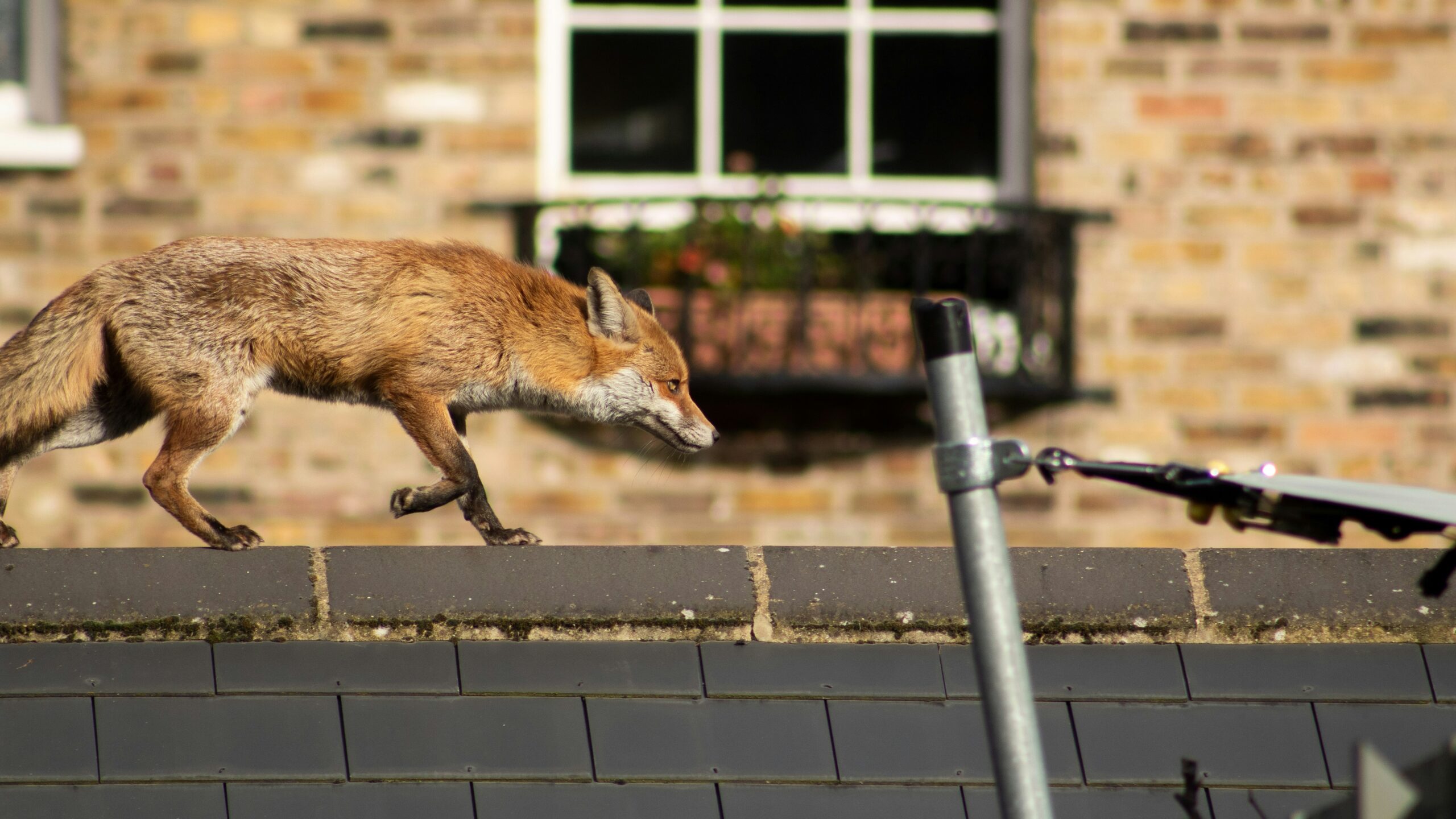 Why Do Foxes Follow the Same Route Every Night?