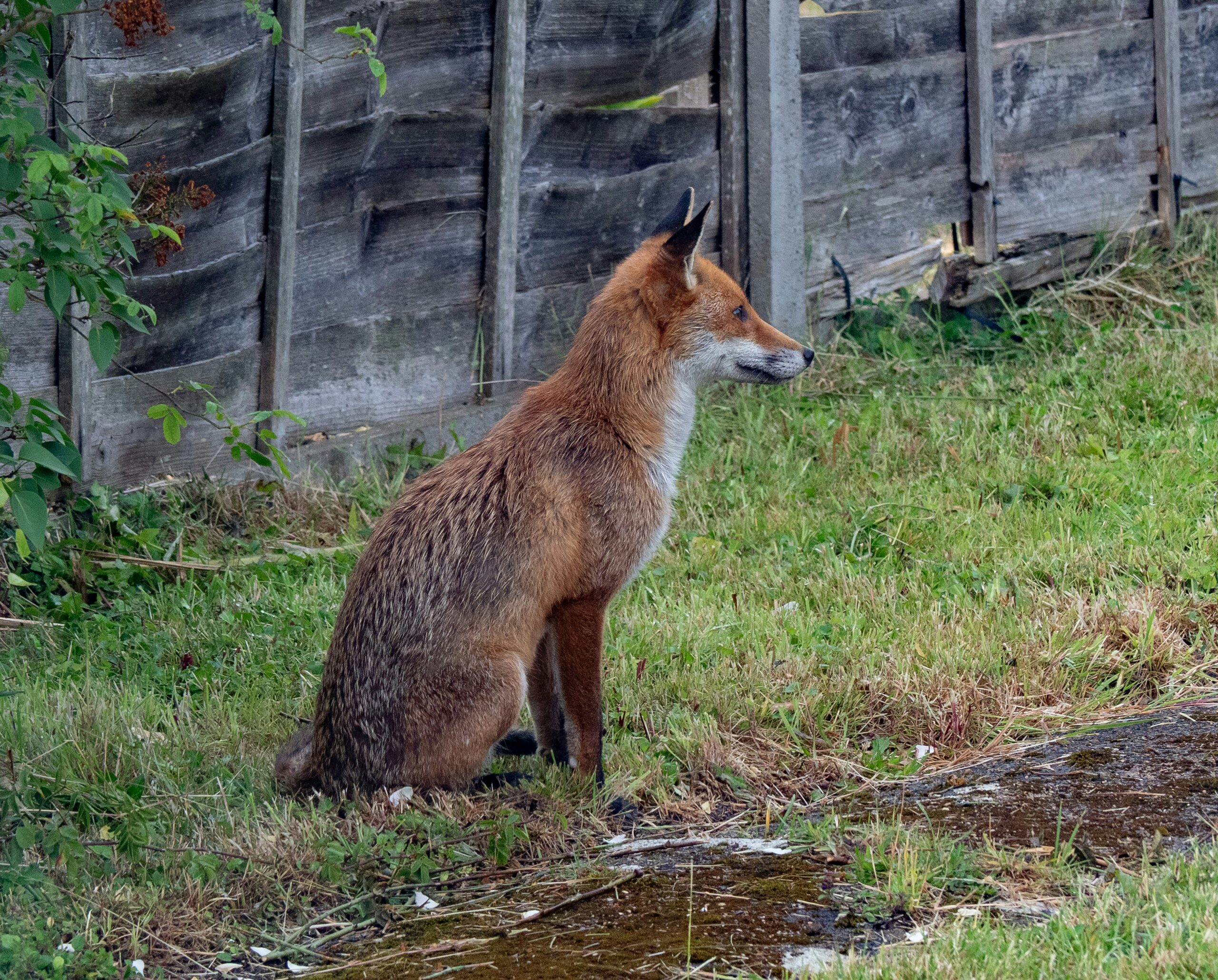 Do Foxes Remember Places?