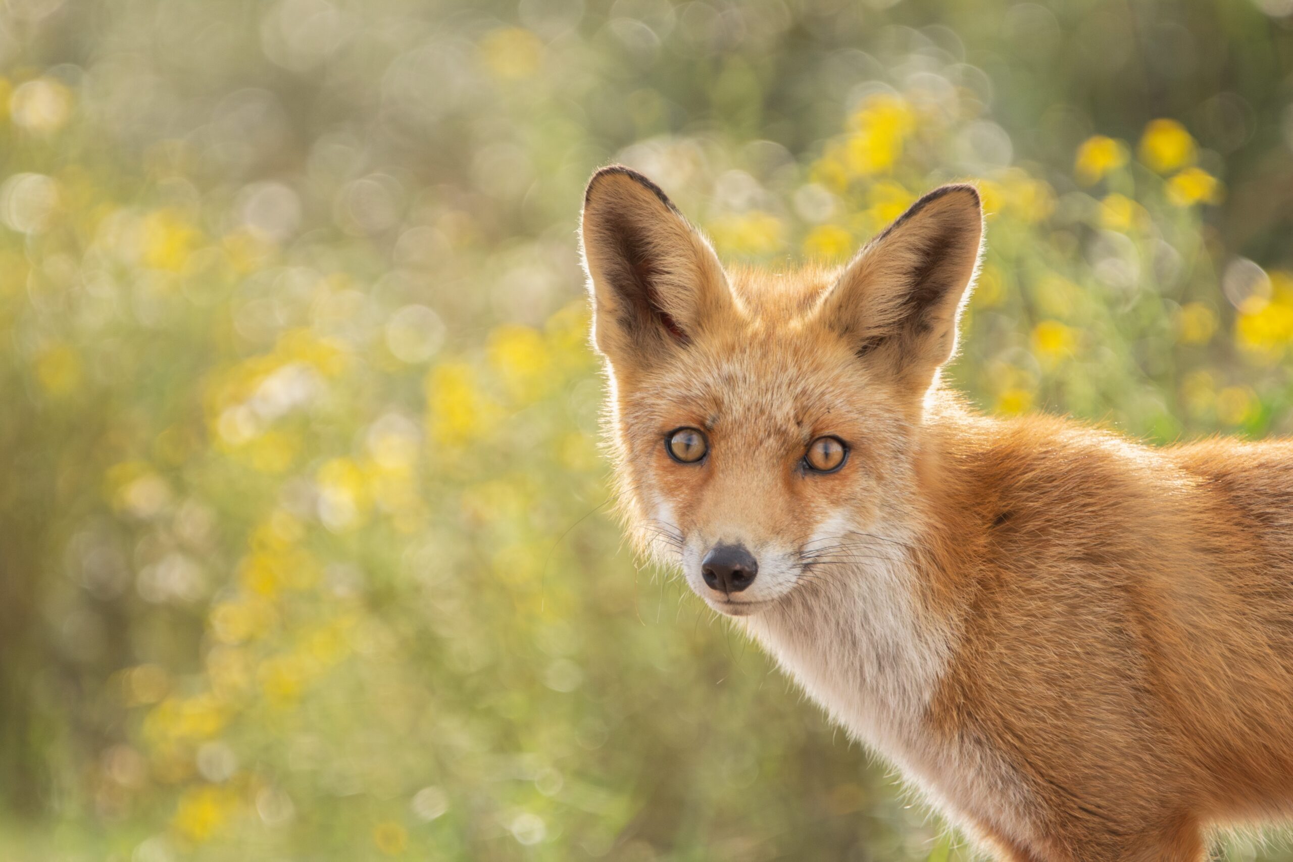 Do Foxes Recognise People?