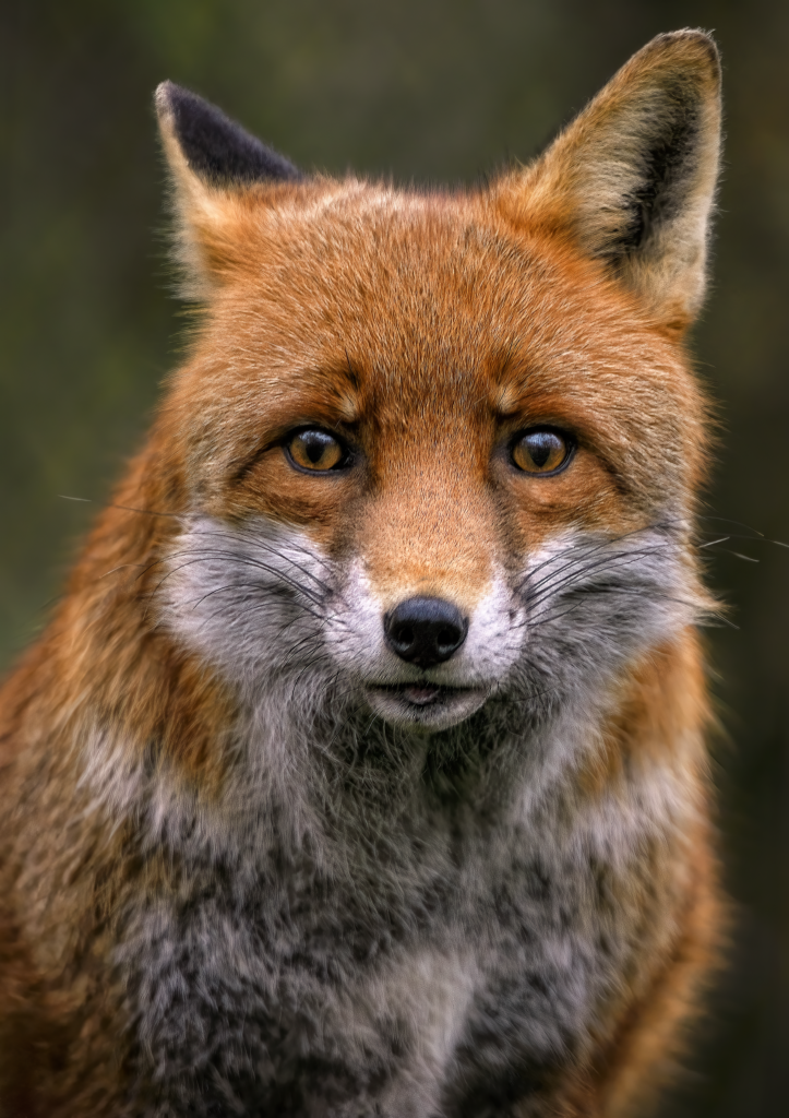 Why Do Foxes Stare at You? - Coexist Wildlife