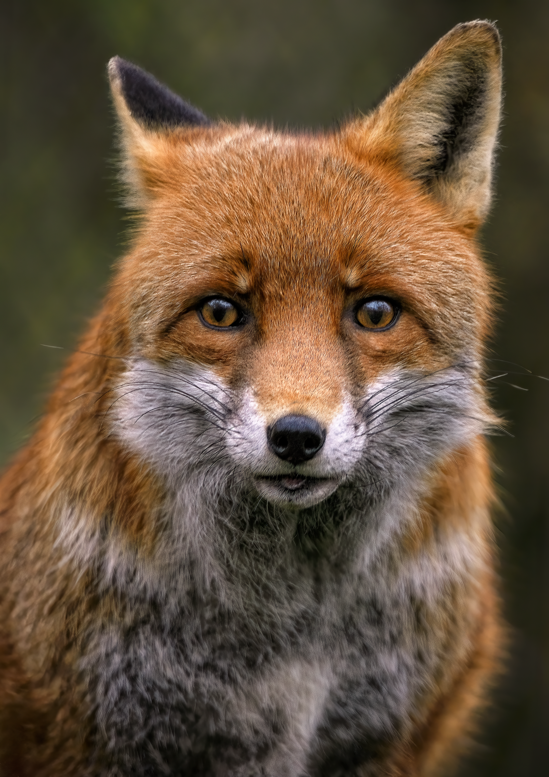 Why Do Foxes Stare at You?
