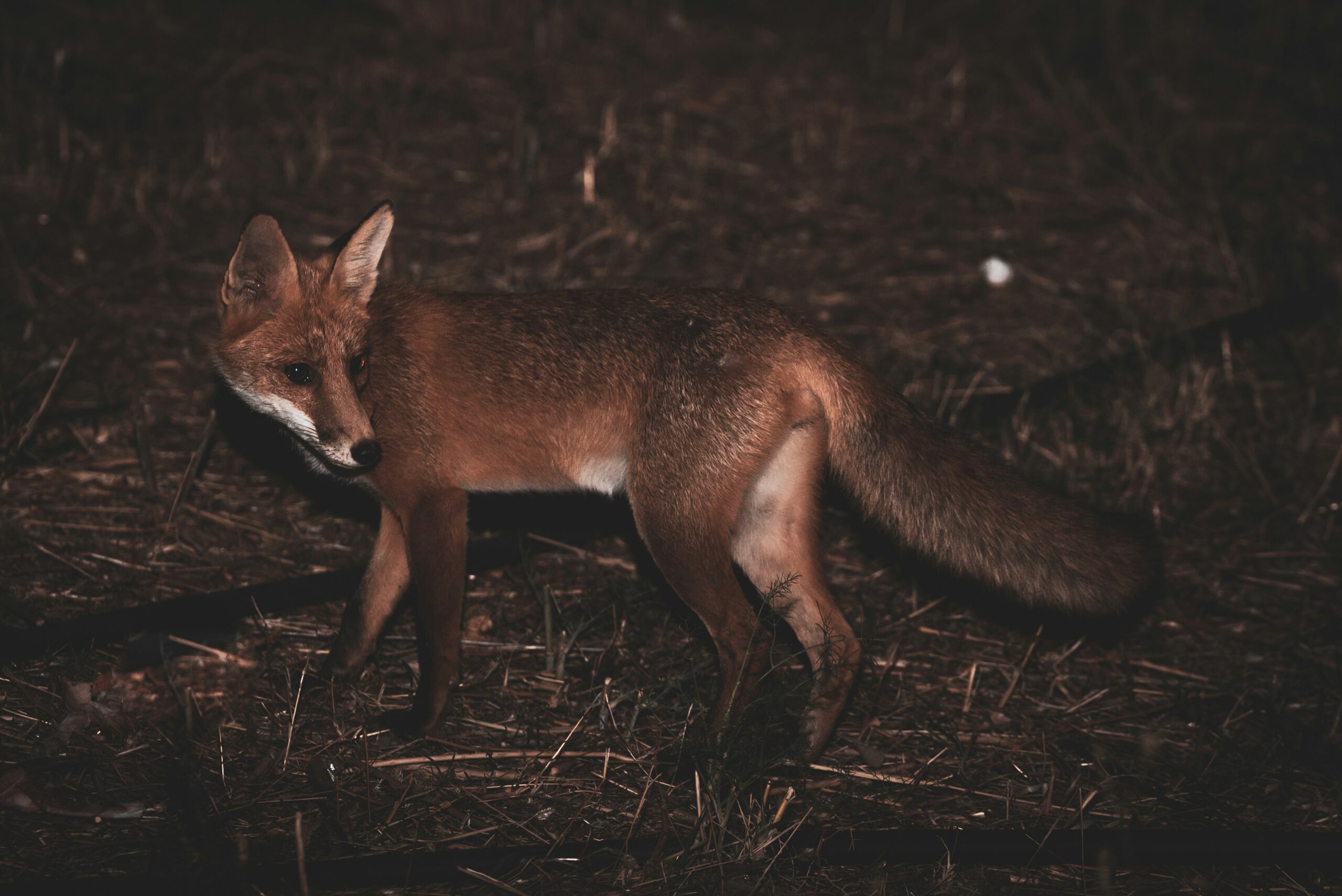 How Far Do Foxes Travel in One Night?