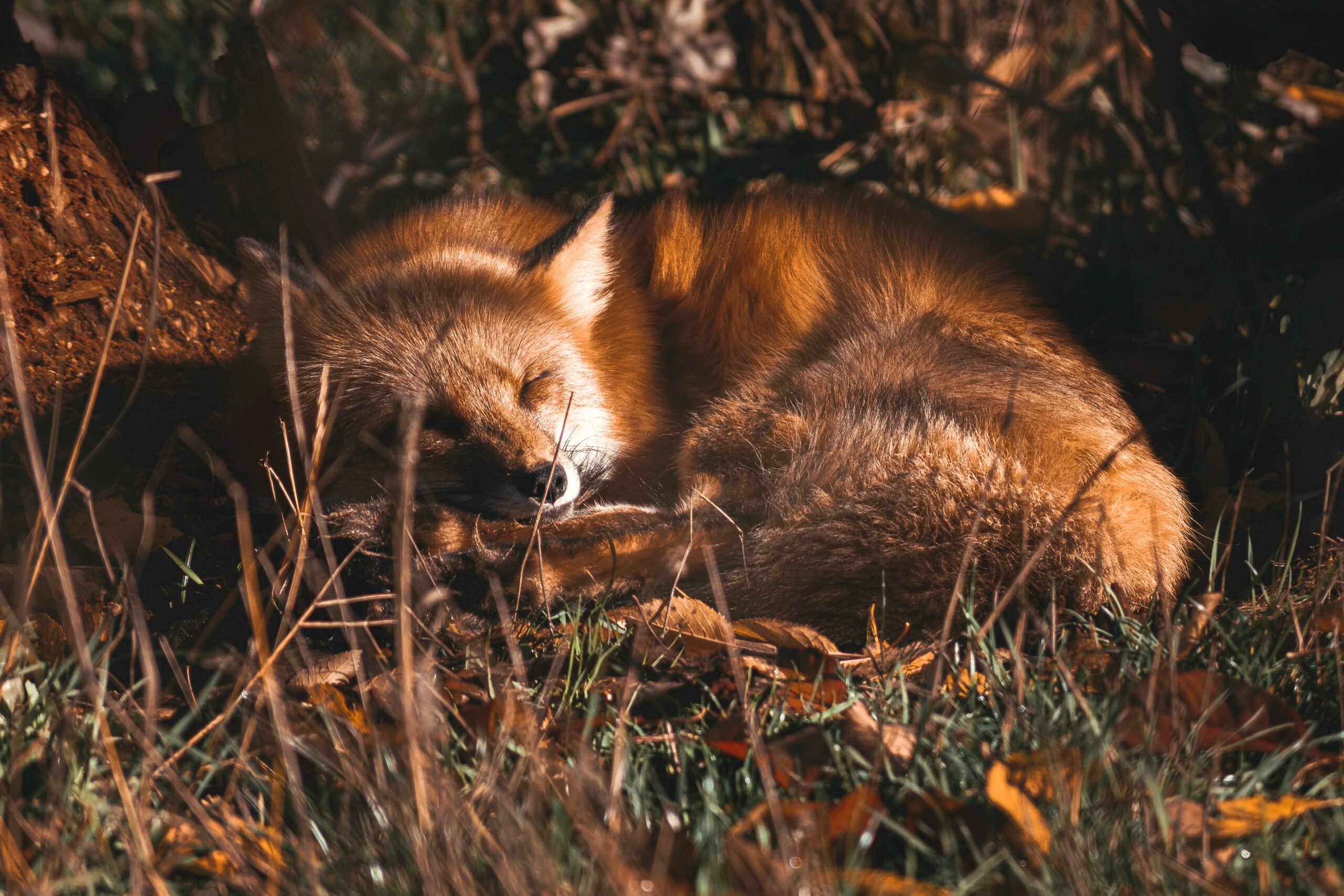 Where Do Foxes Sleep?