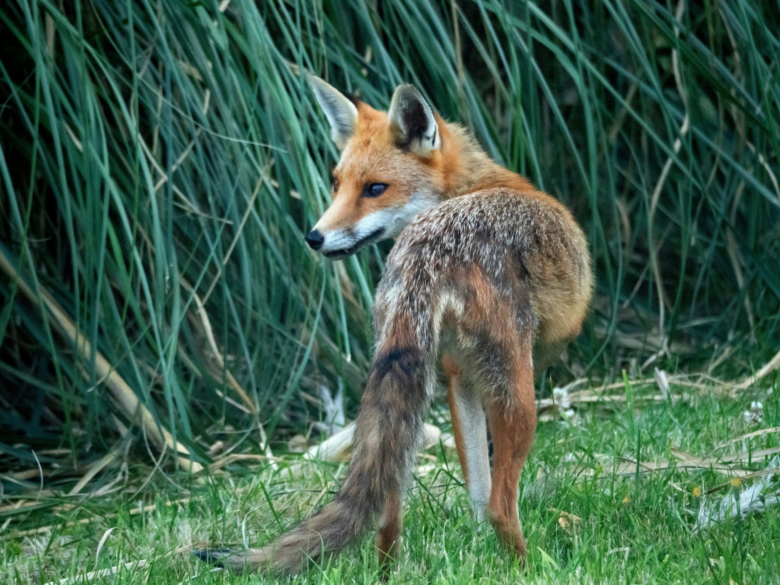 Why Do Foxes Keep Looking Back?