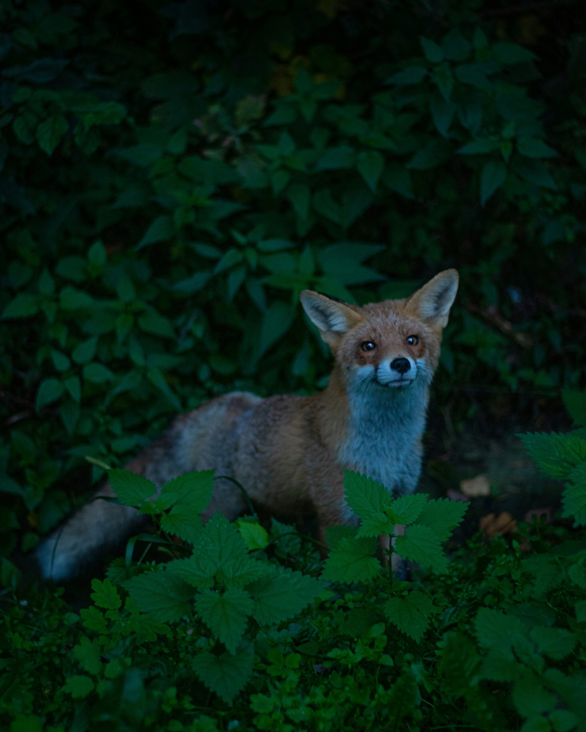 Can Foxes See in the Dark?