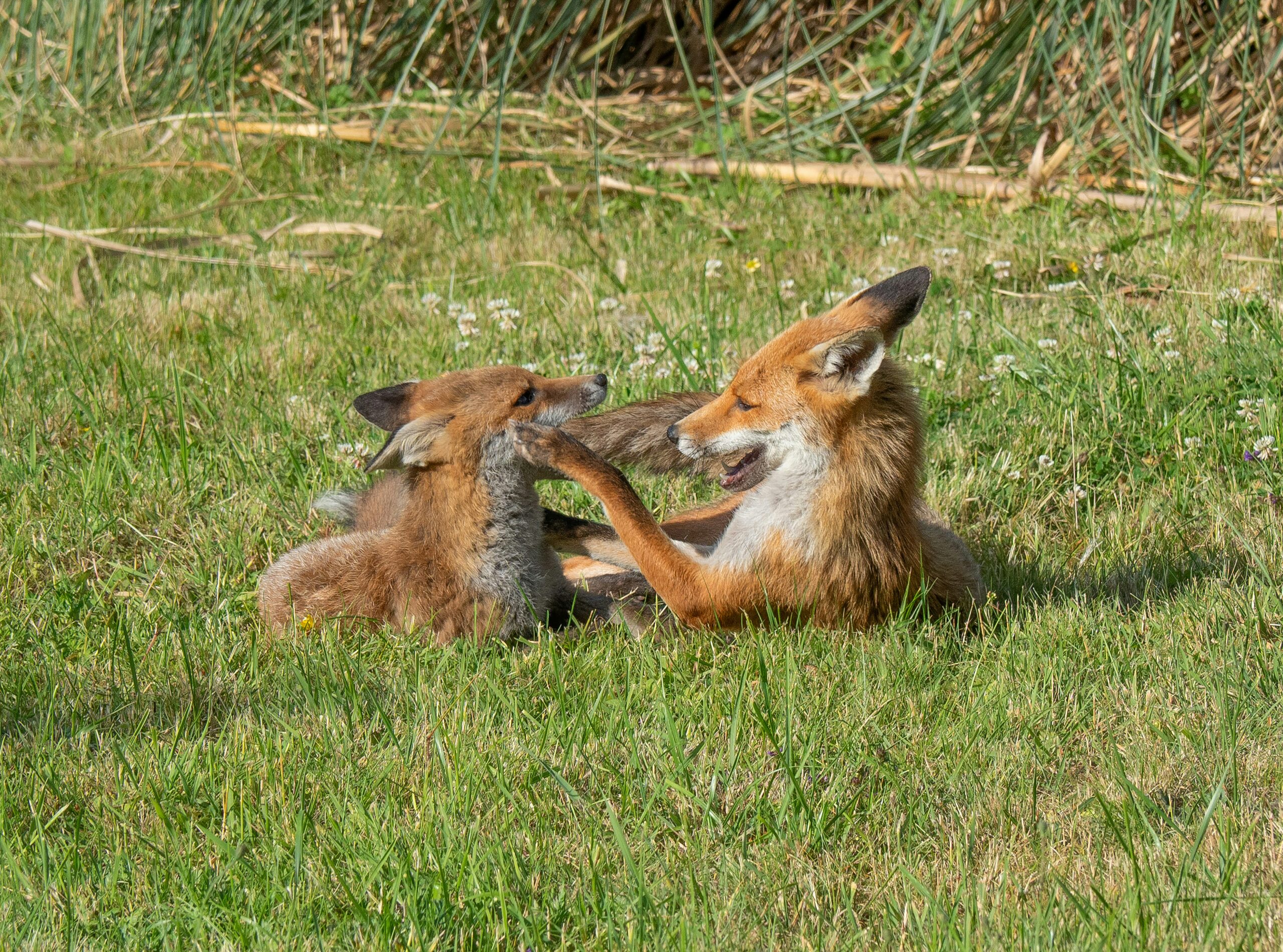 How Do Foxes Communicate With Each Other?