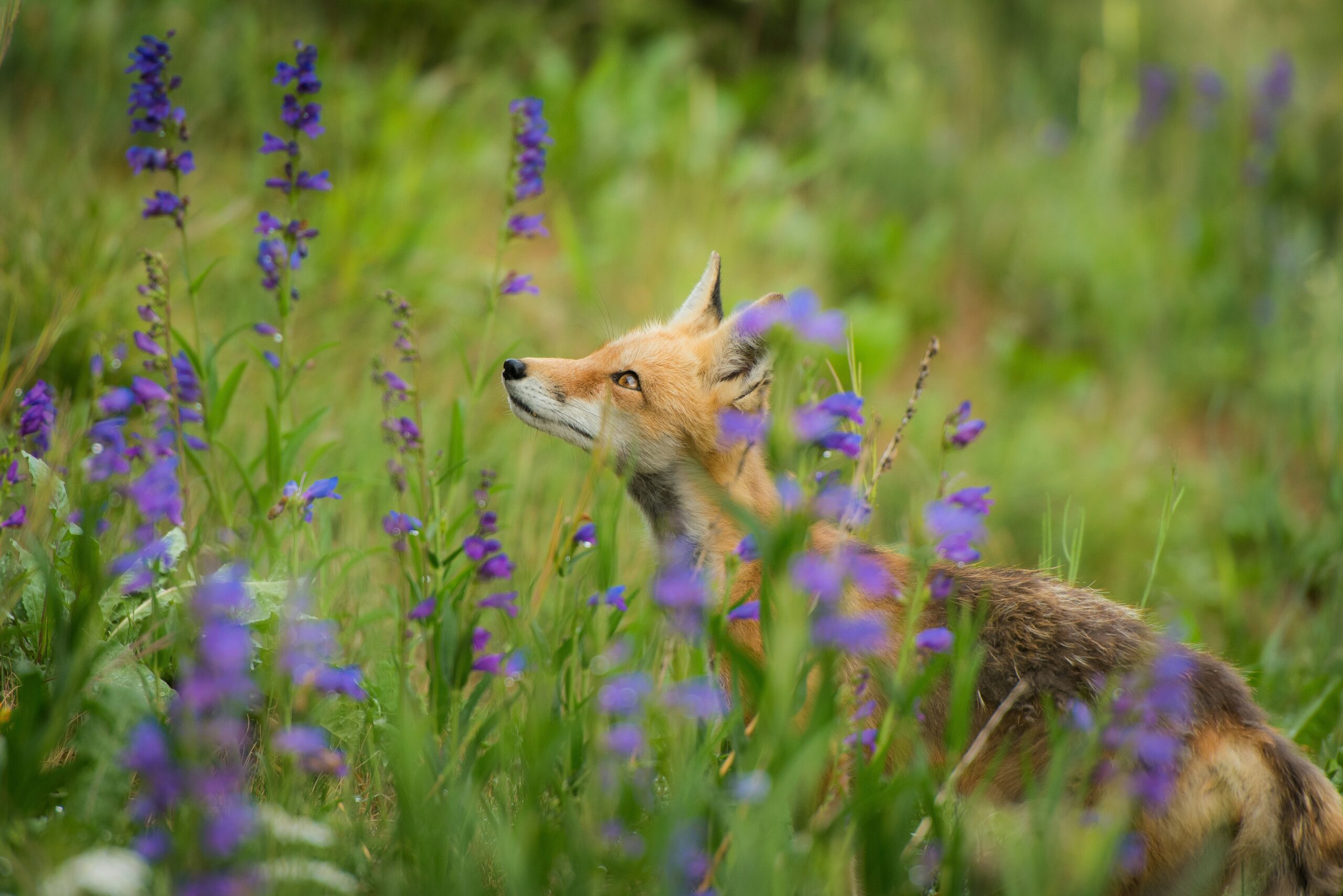 Can Foxes Smell Humans?