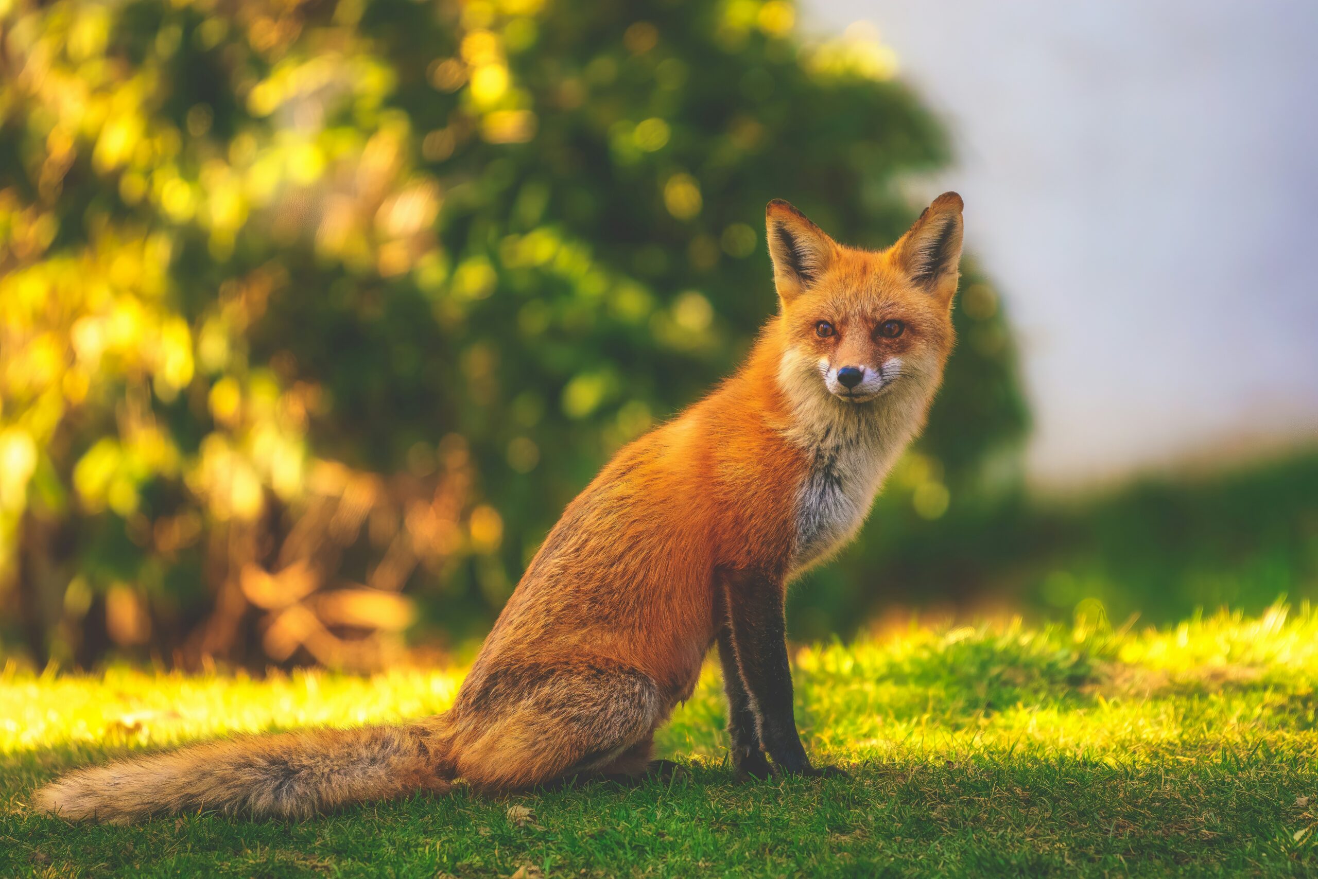 Do Foxes Recognise Dogs?