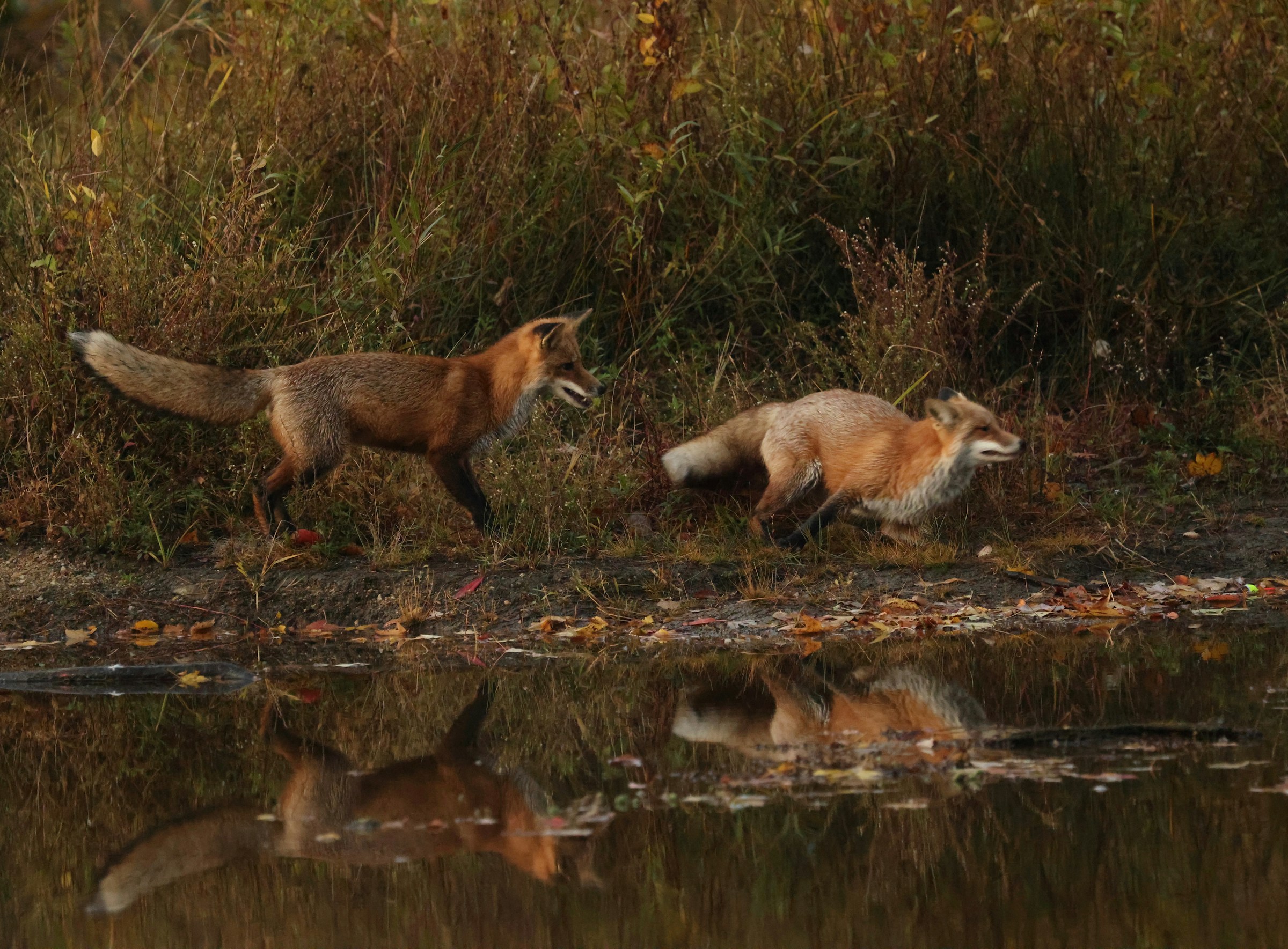 Why Do Foxes Chase Each Other?